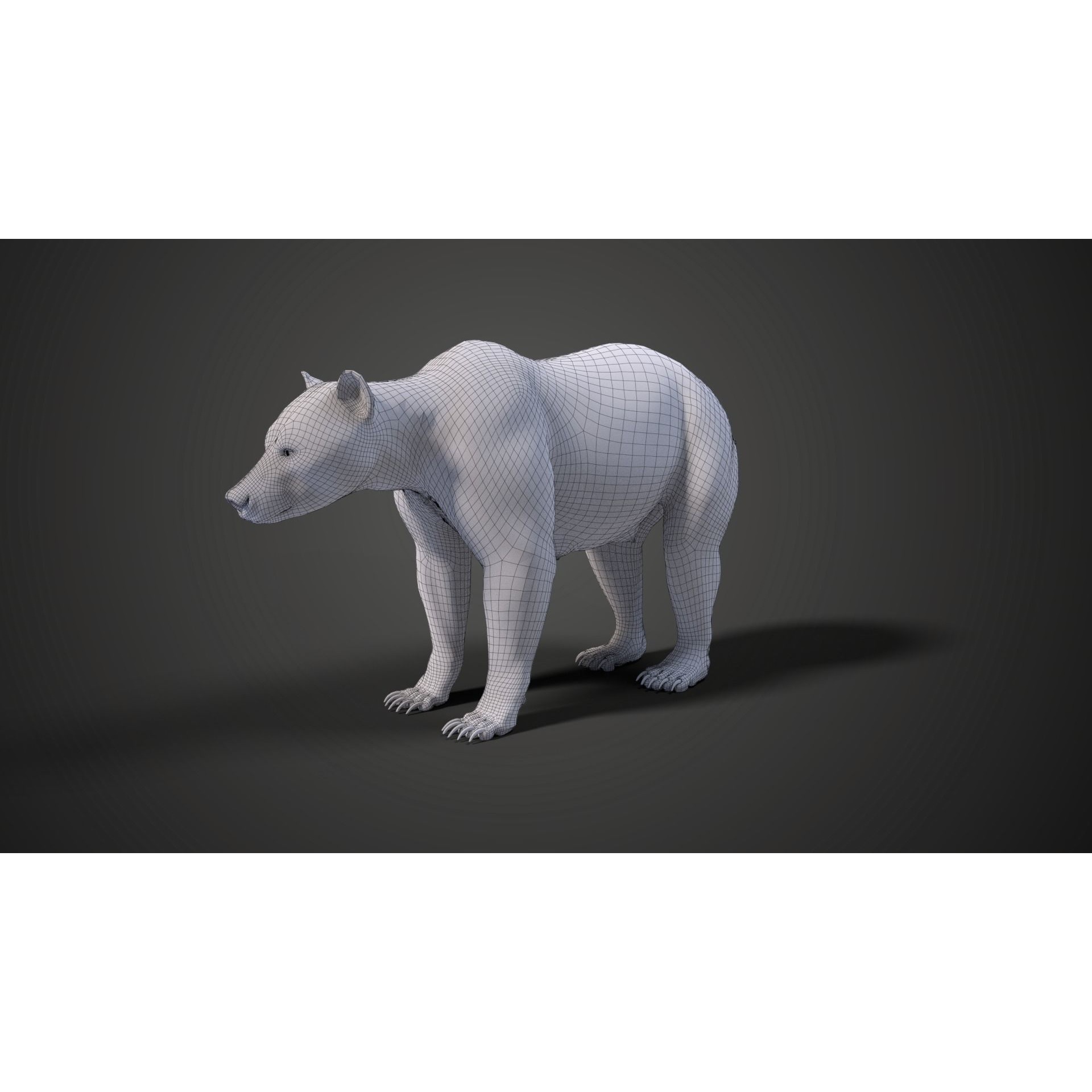 Female Brown Bear Animated 3D model 10