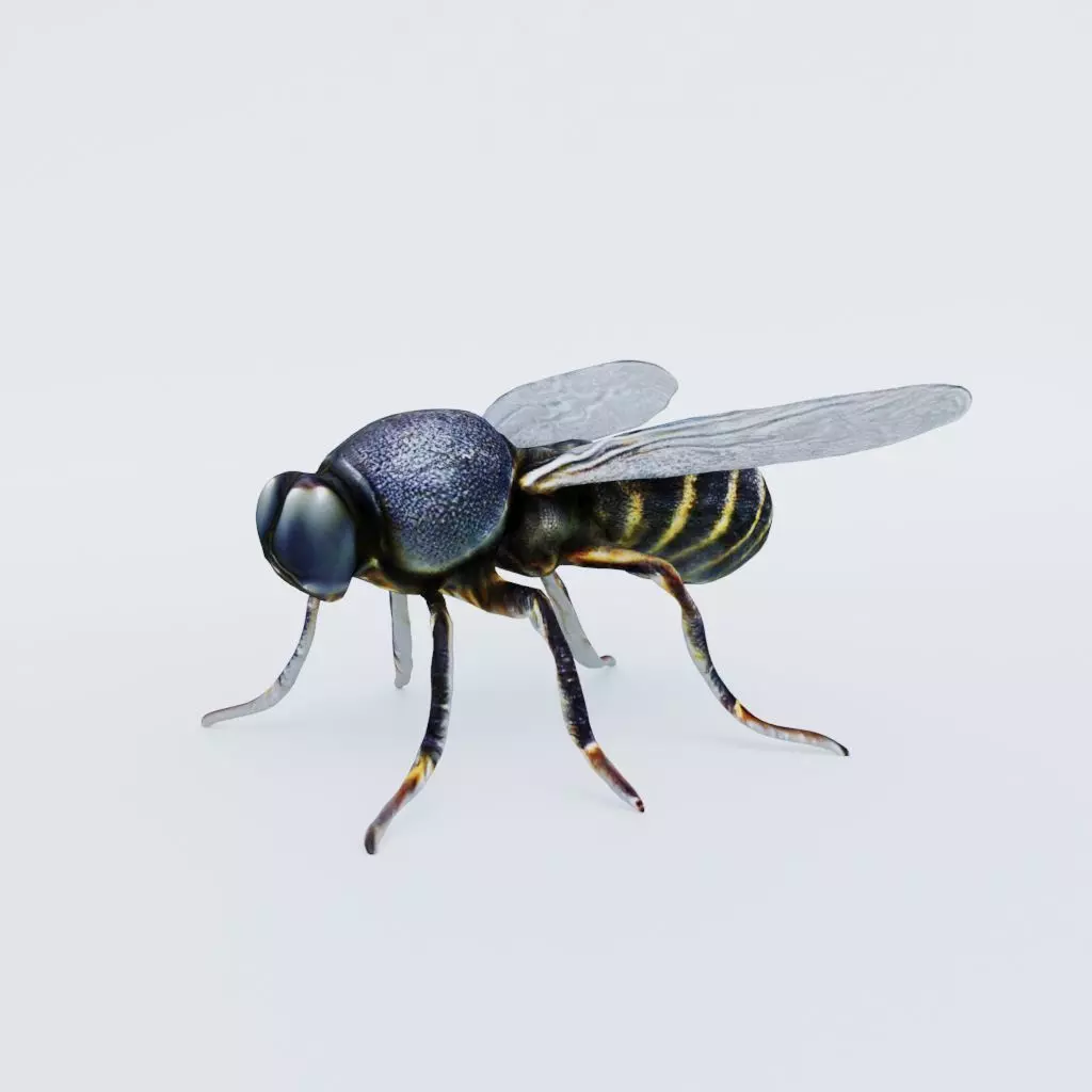 Fly Animal Free 3D model