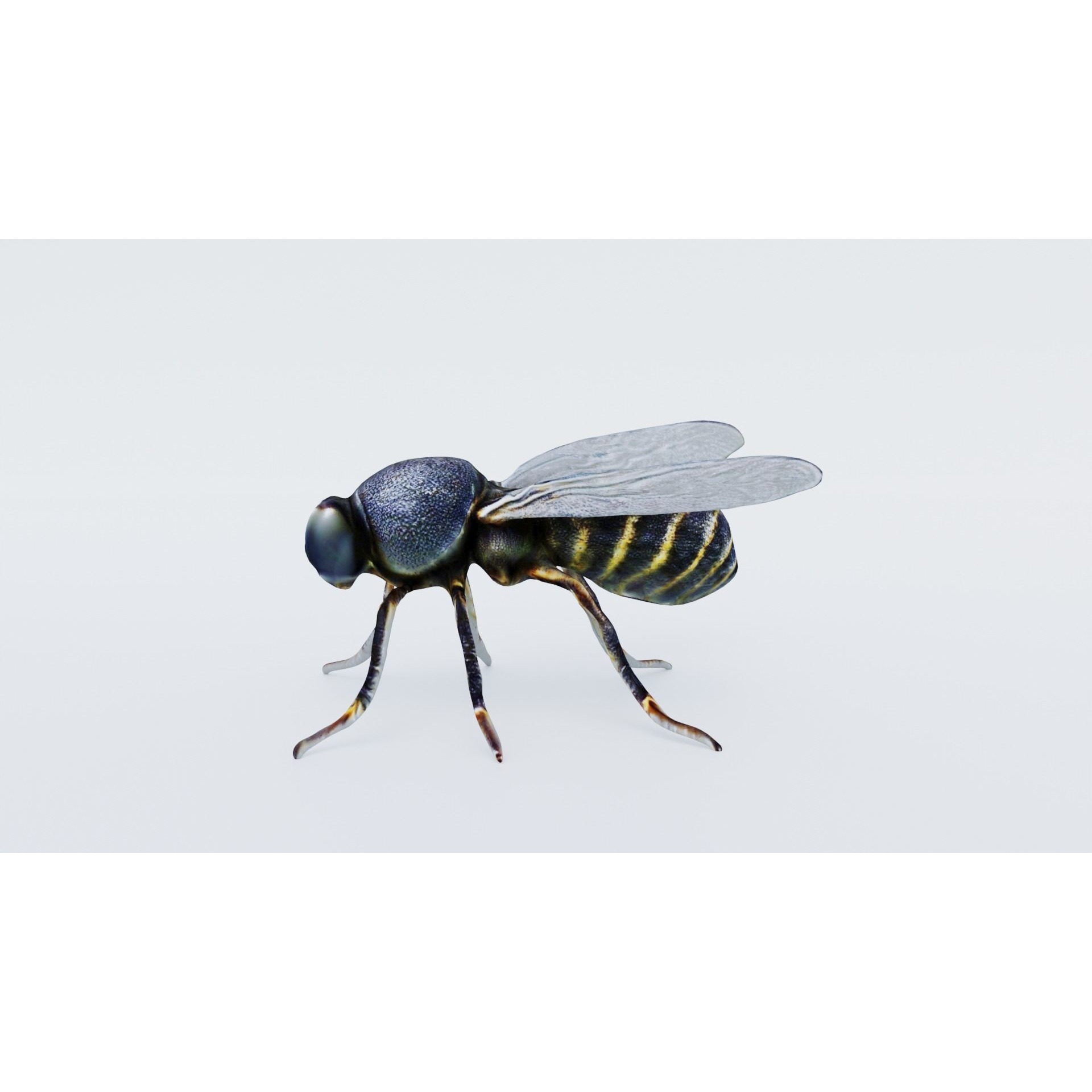 Fly Animal Free 3D model 2