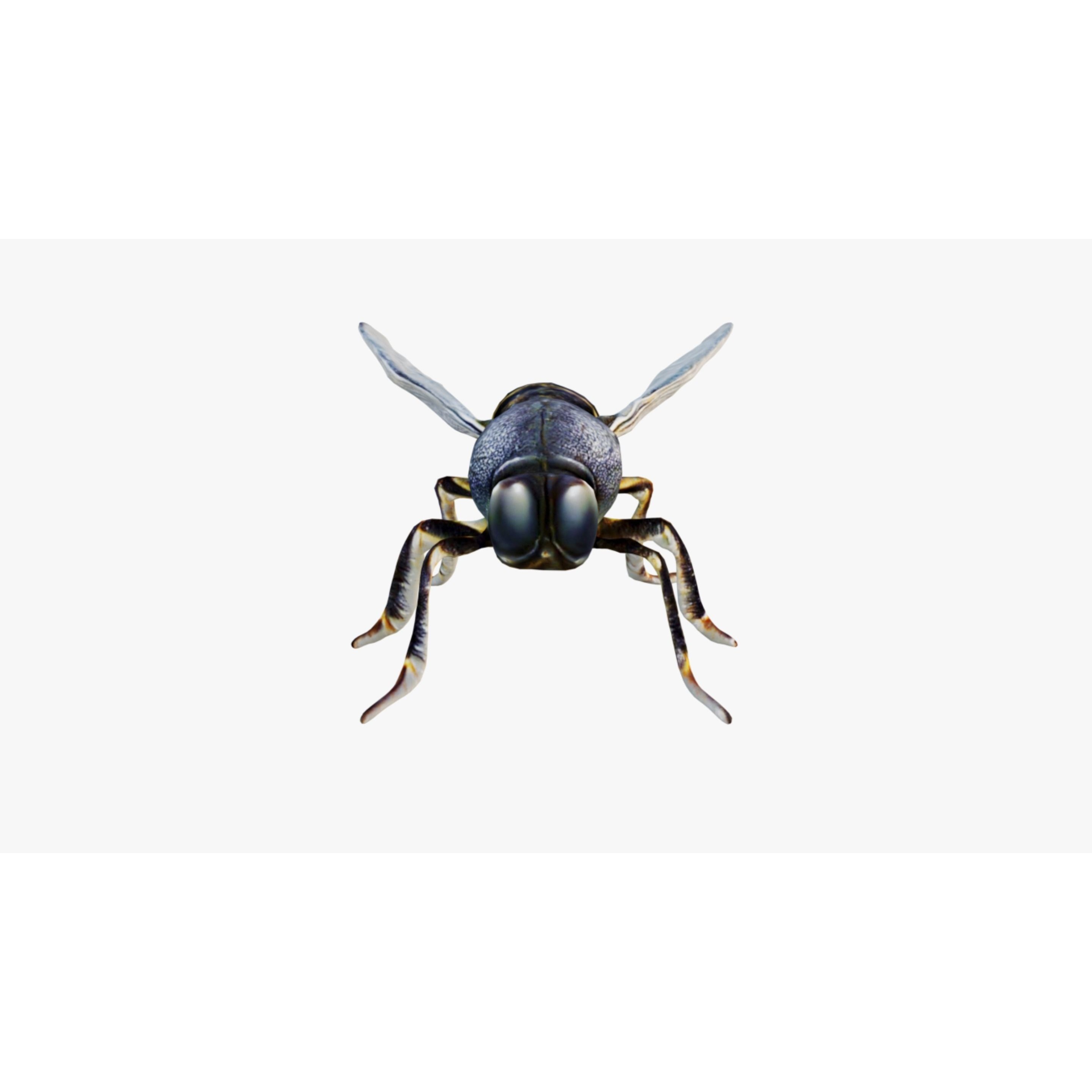 Fly Animal Free 3D model 3