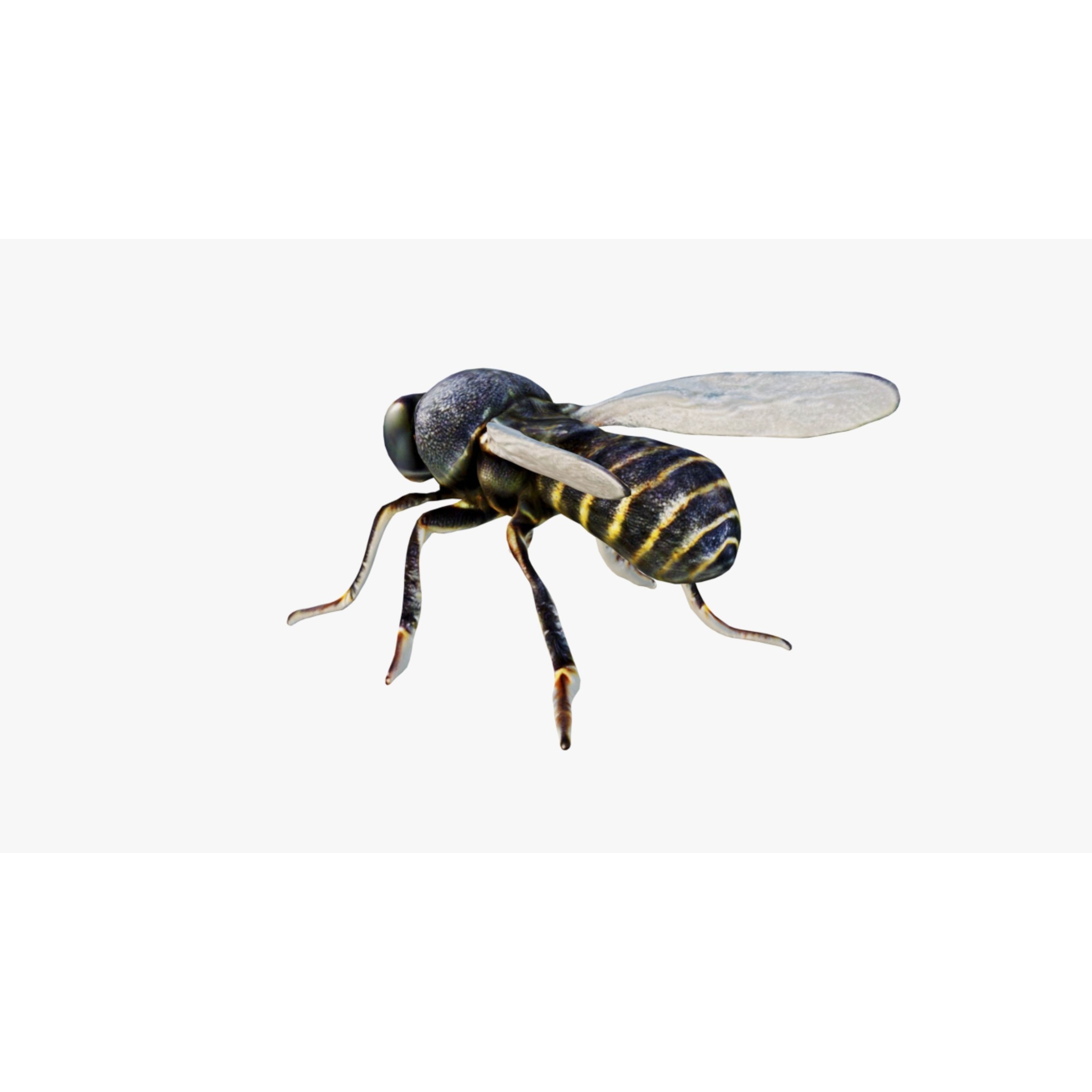 Fly Animal Free 3D model 4