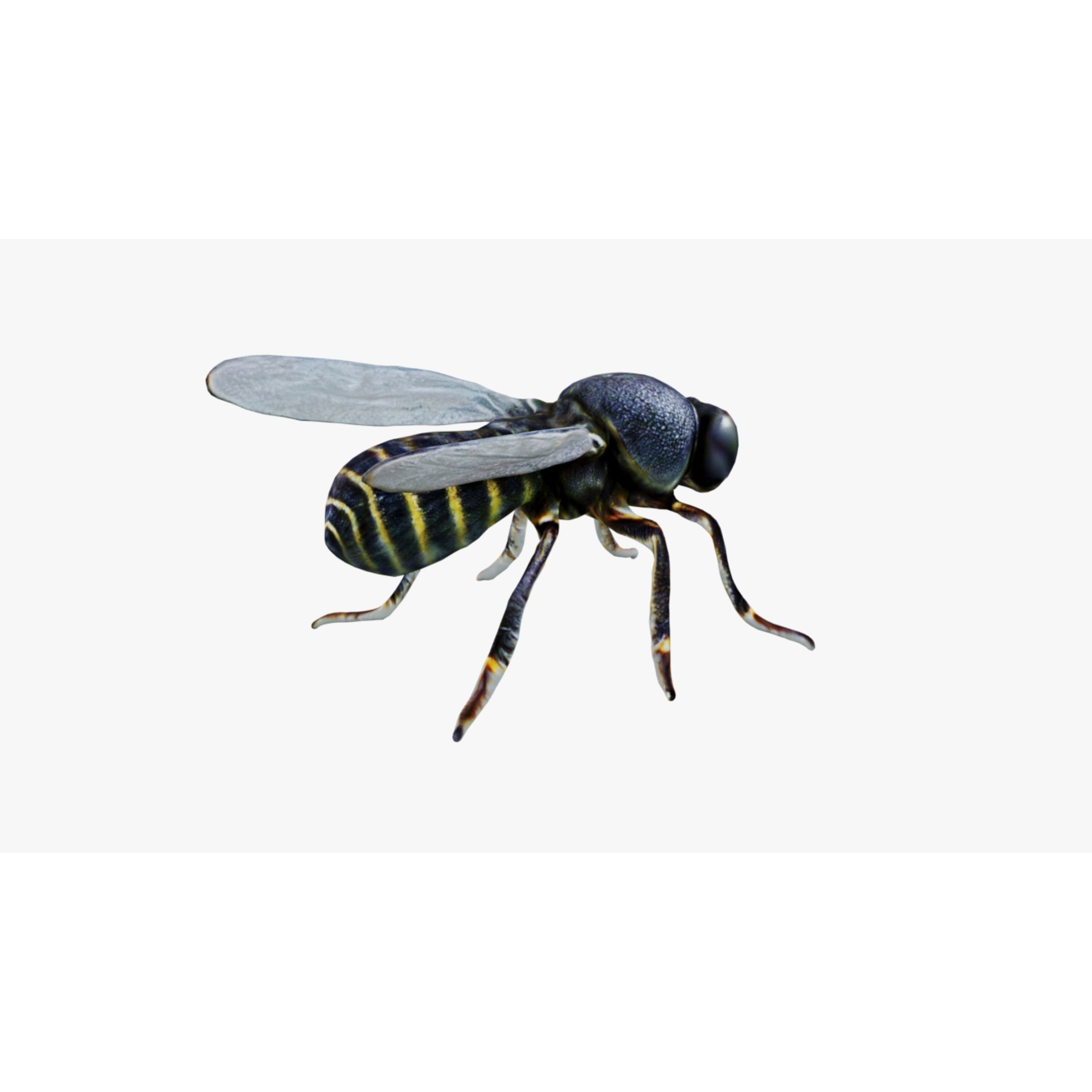 Fly Animal Free 3D model 5