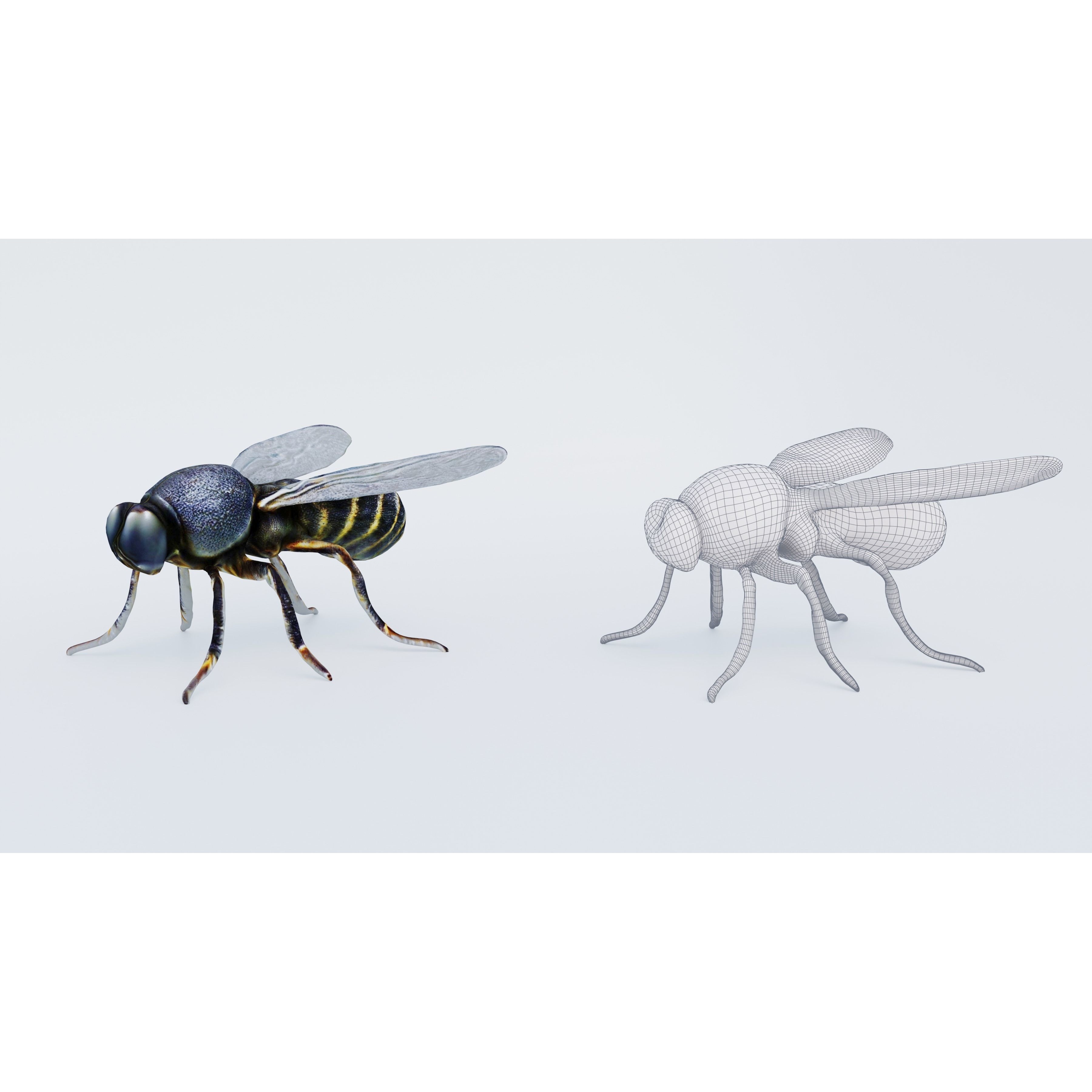 Fly Animal Free 3D model 6