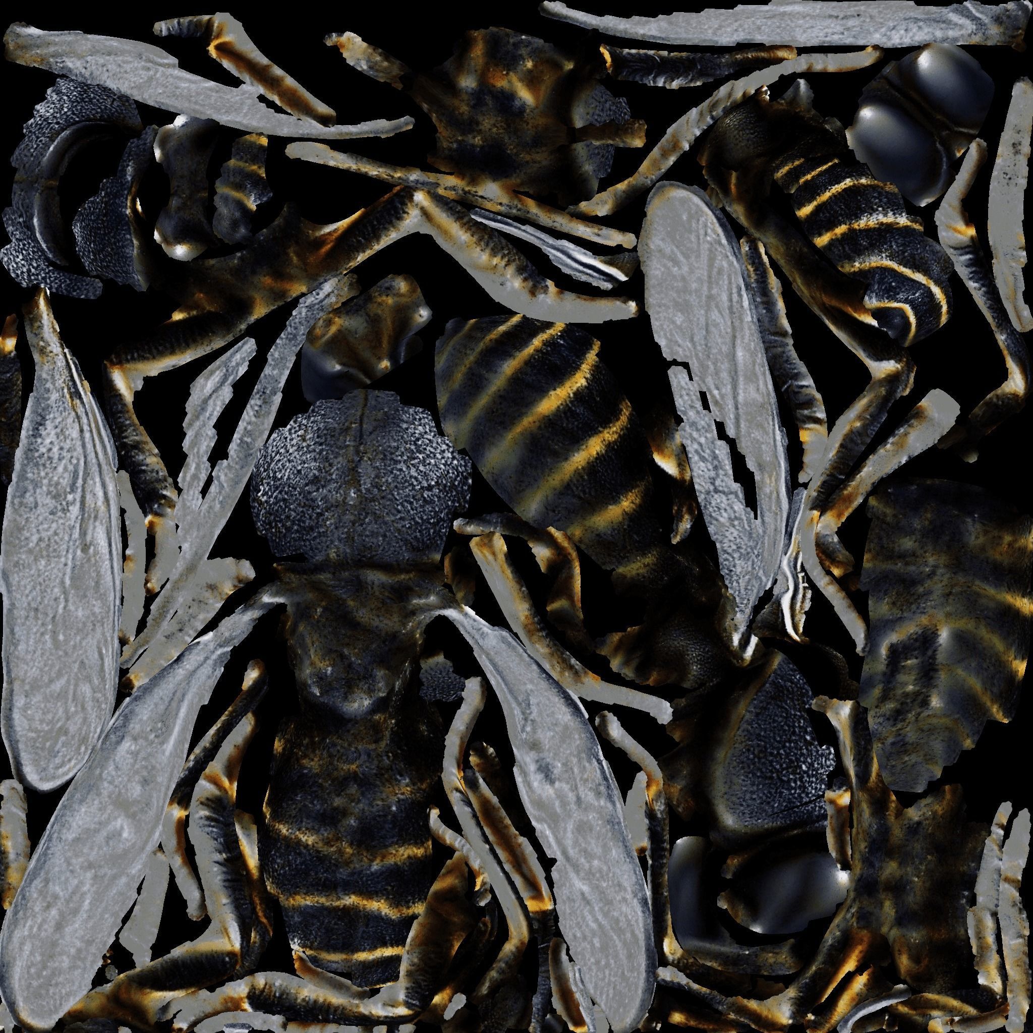 Fly Animal Free 3D model 8
