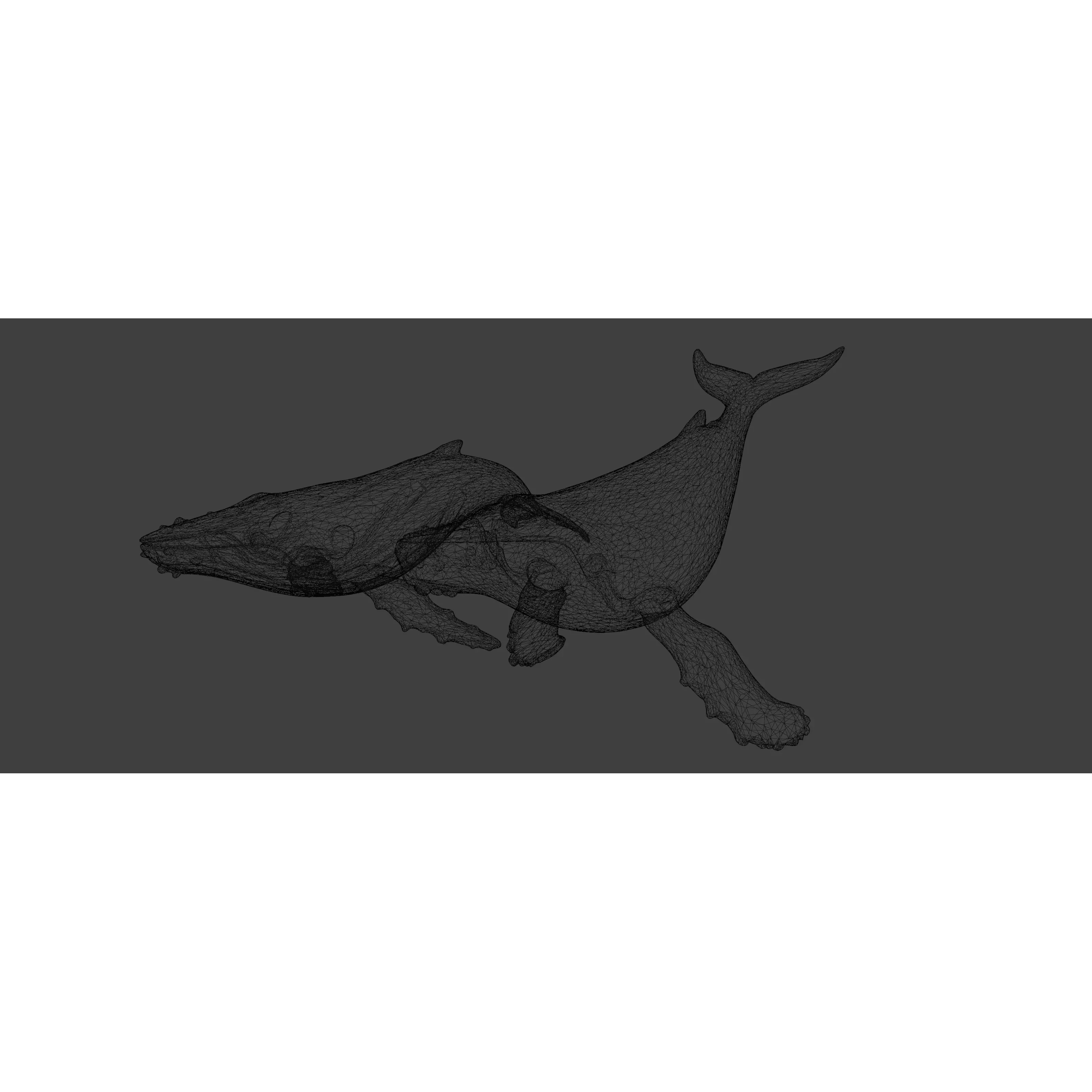 Free Stylized Lowpoly Whales Free low-poly 3D model 6
