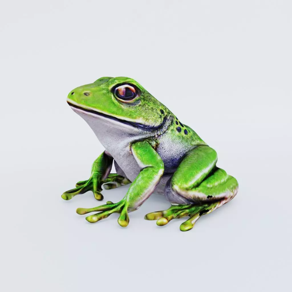 Frog Animal Free 3D model
