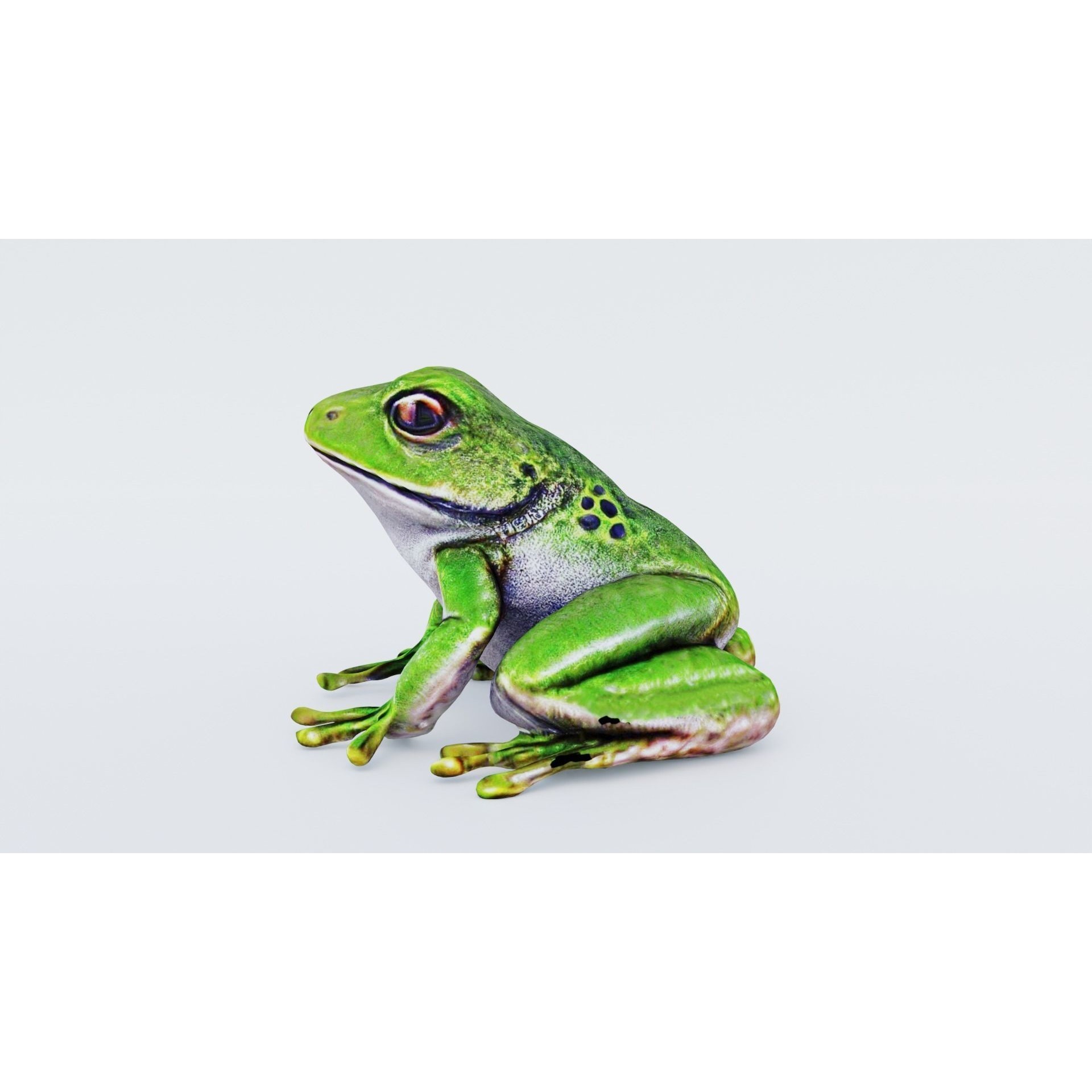 Frog Animal Free 3D model 2