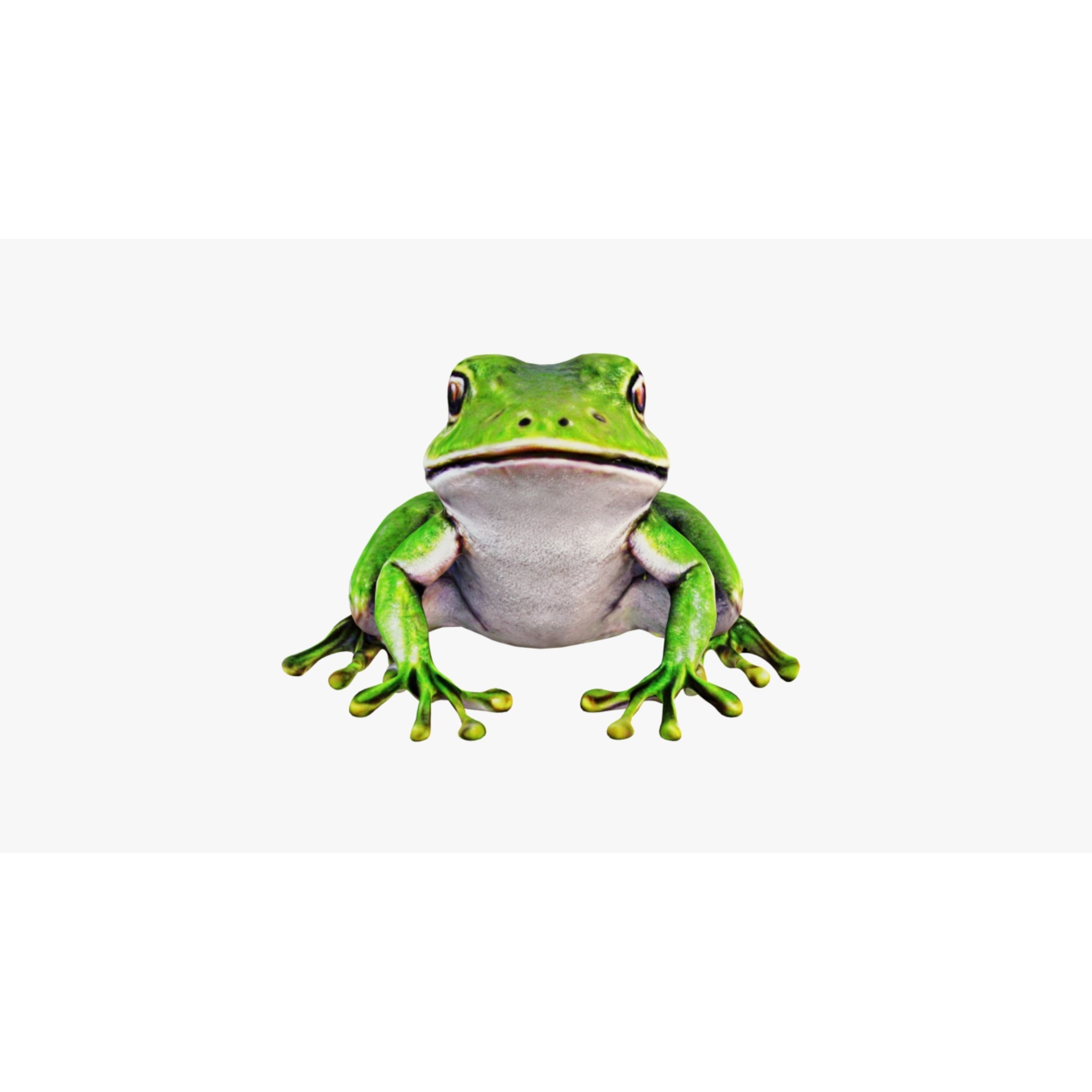 Frog Animal Free 3D model 3