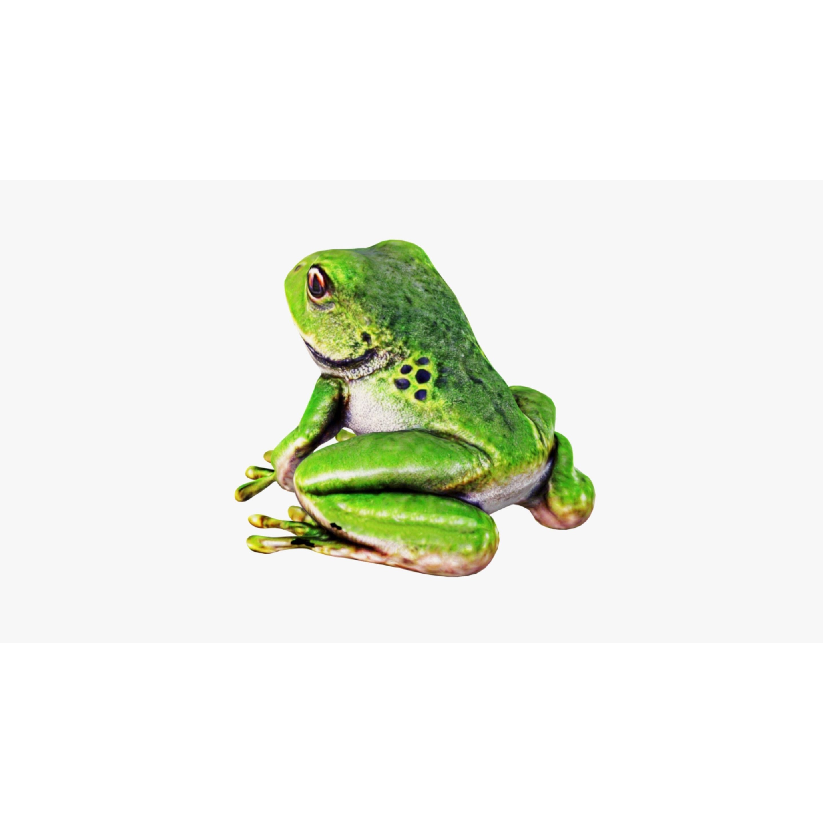 Frog Animal Free 3D model 4
