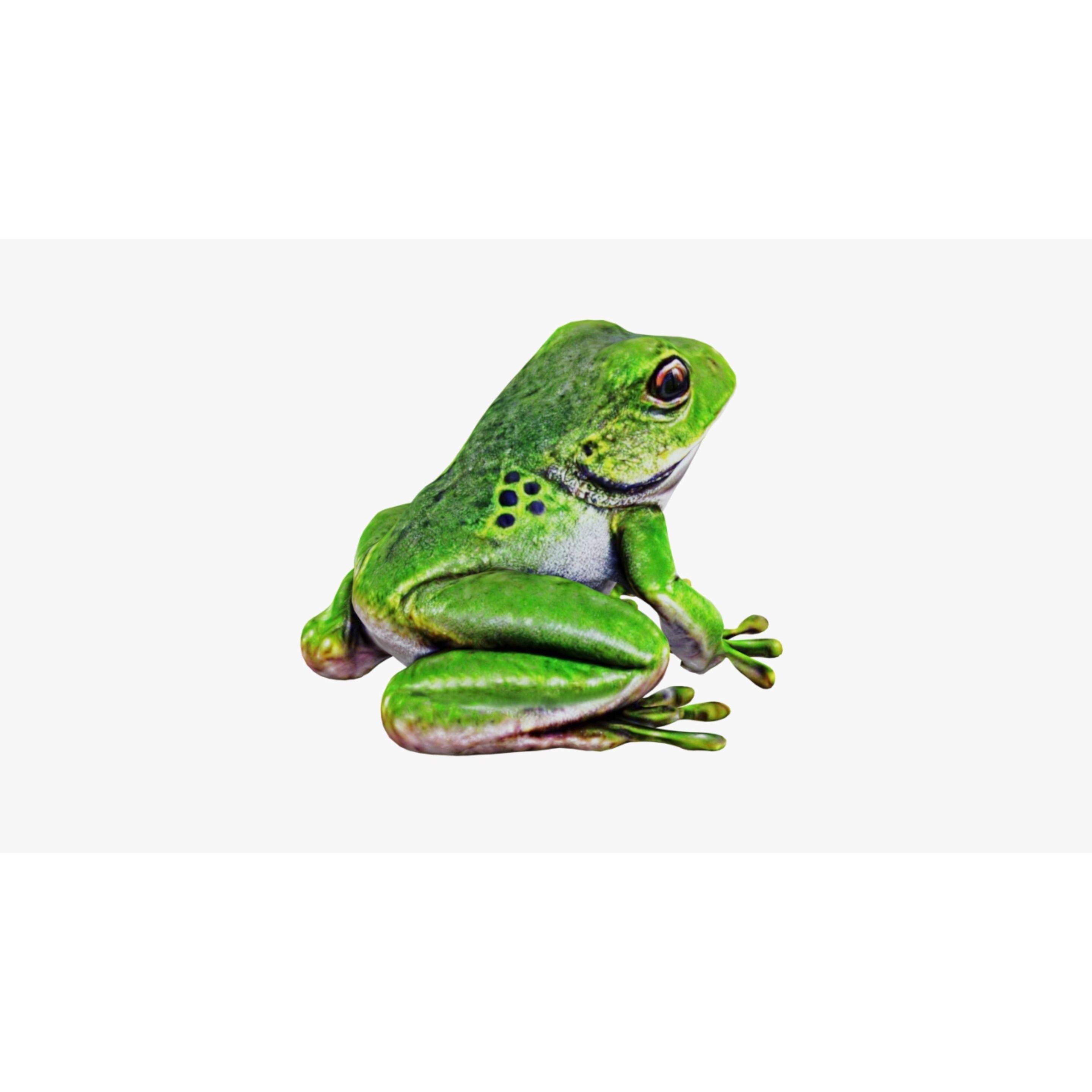 Frog Animal Free 3D model 5