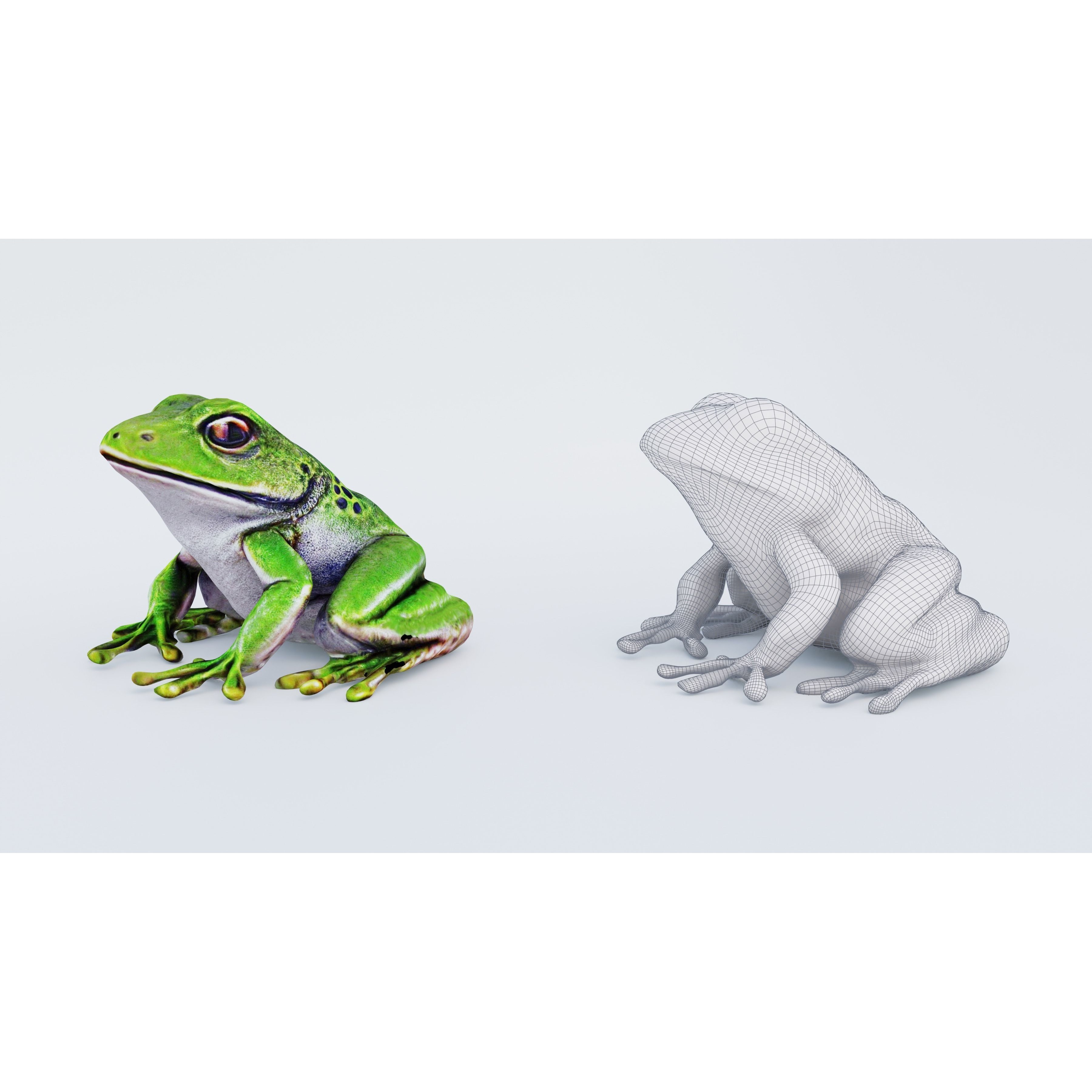 Frog Animal Free 3D model 6