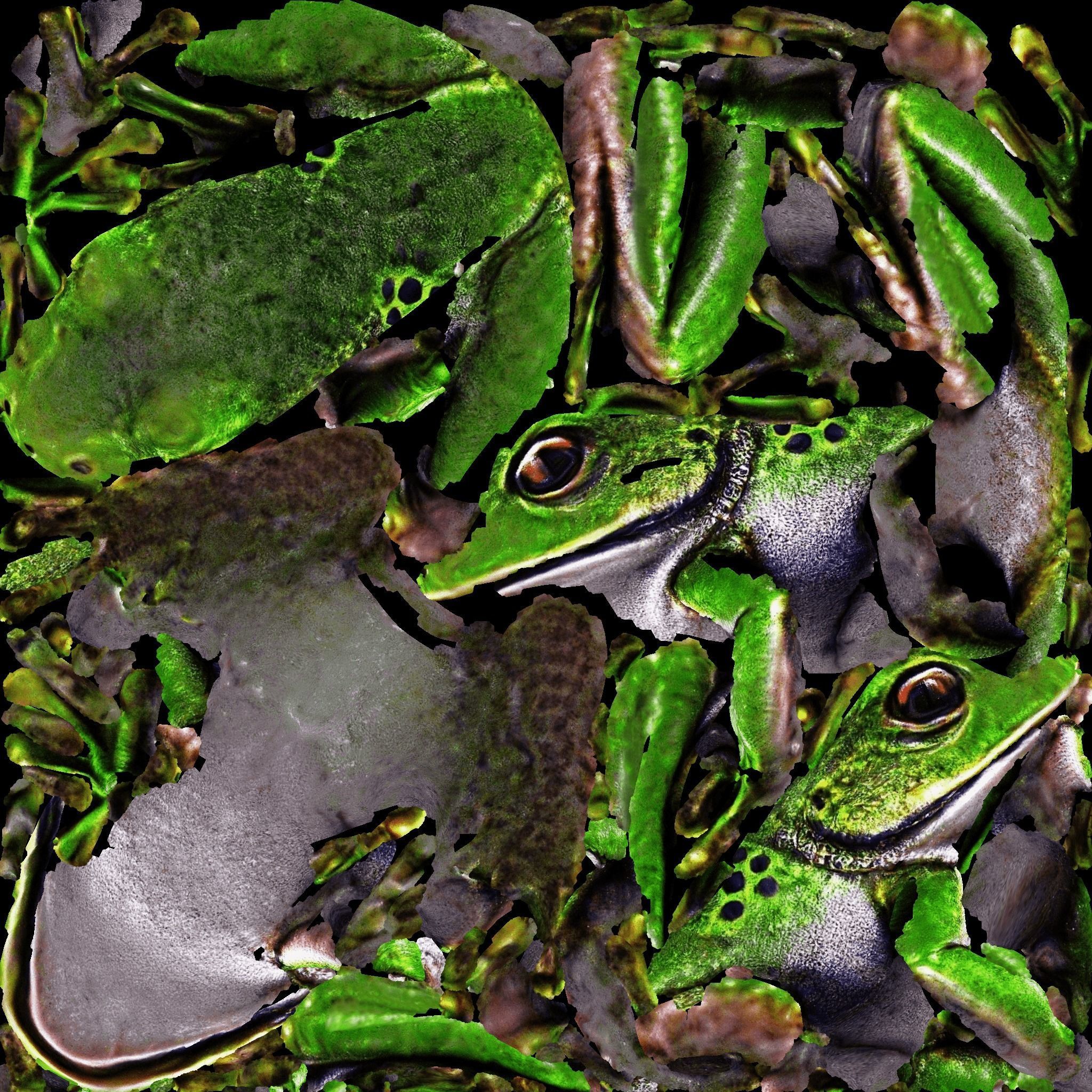Frog Animal Free 3D model 8