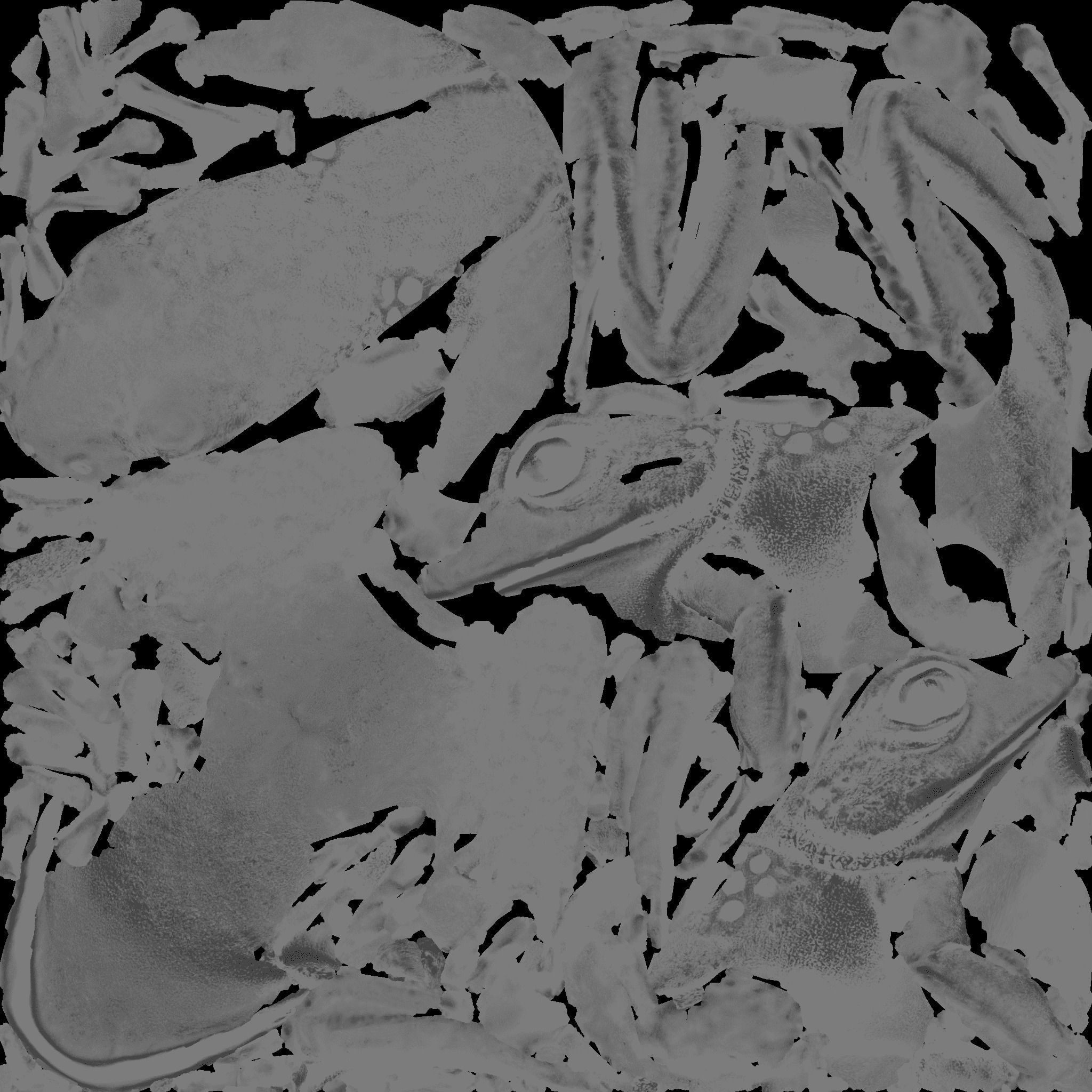 Frog Animal Free 3D model 10