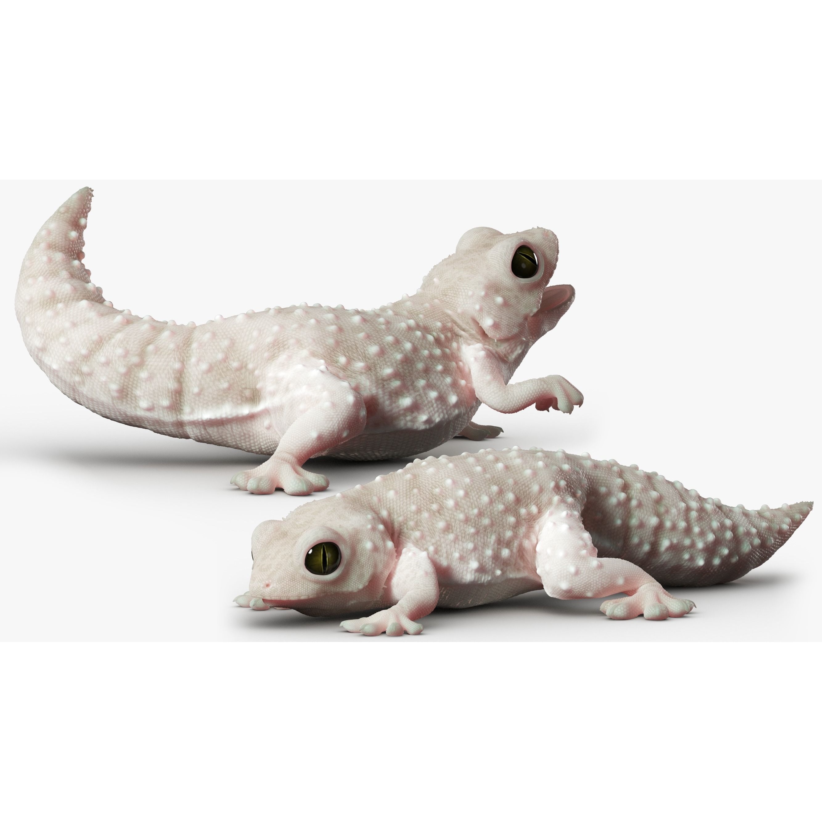 Gecko Reptile 3DS Max 3D model 2