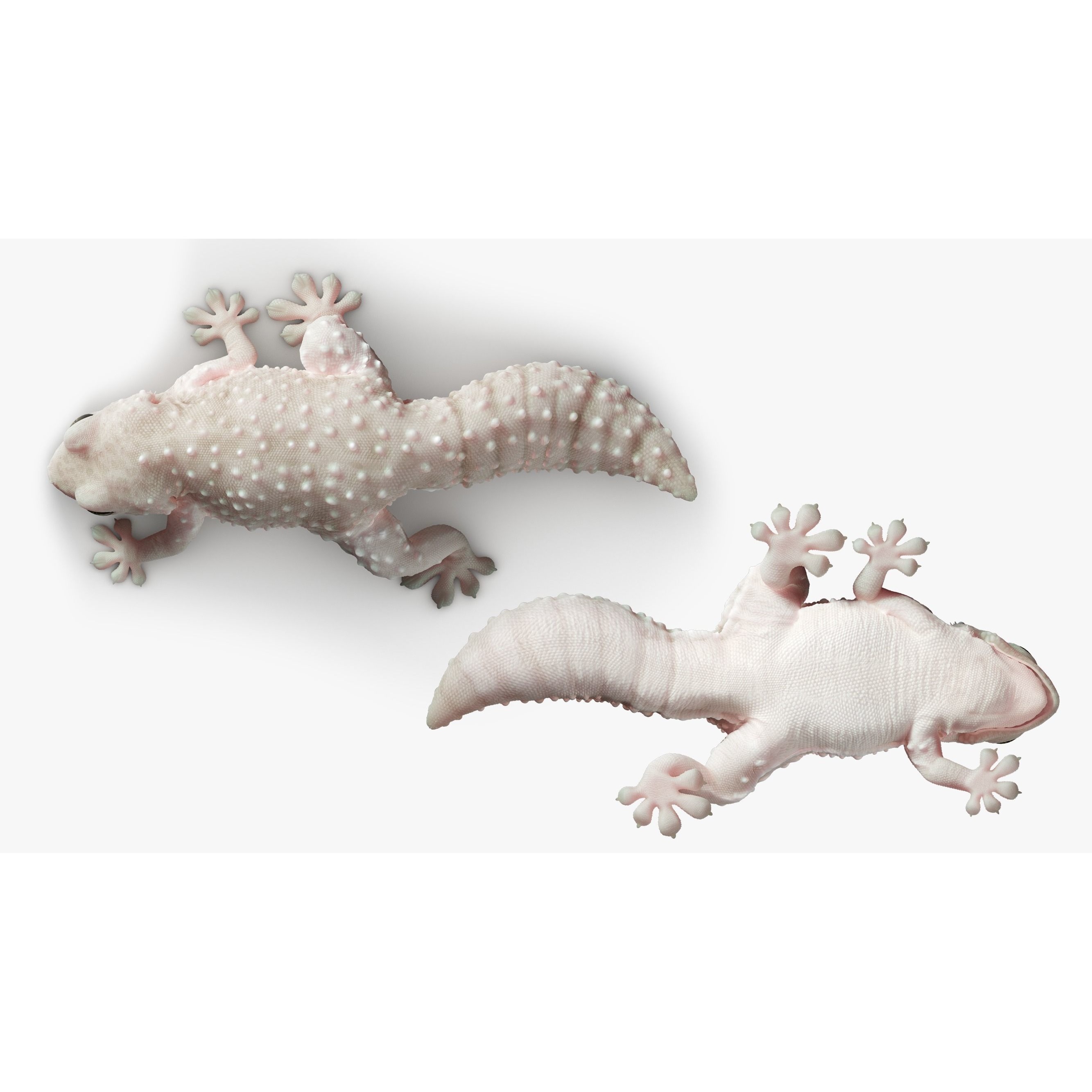 Gecko Reptile 3DS Max 3D model 5