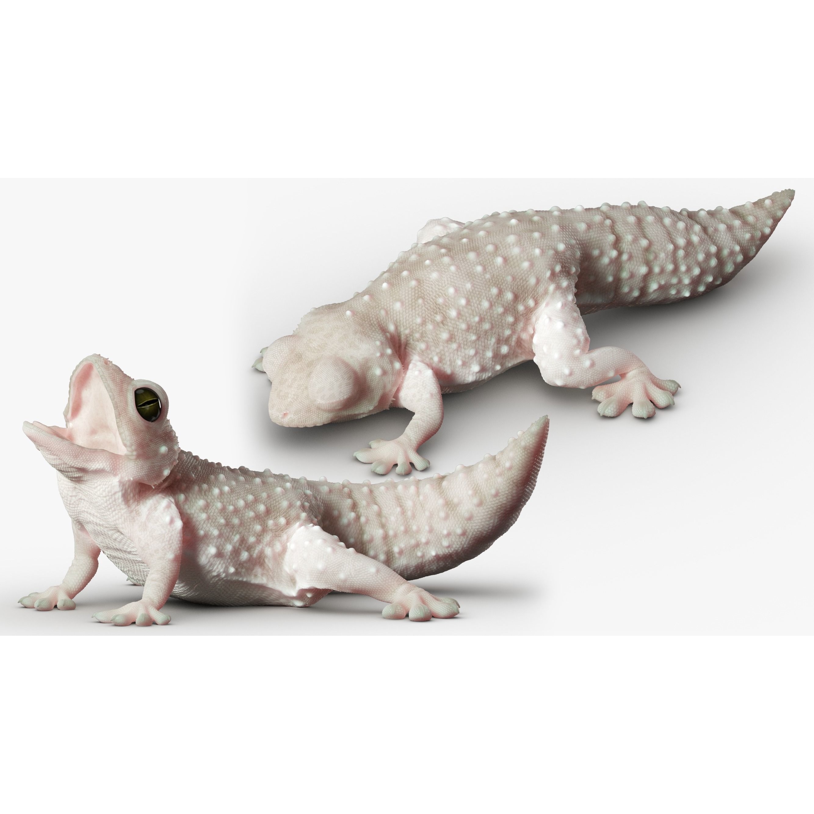 Gecko Reptile 3DS Max 3D model 6