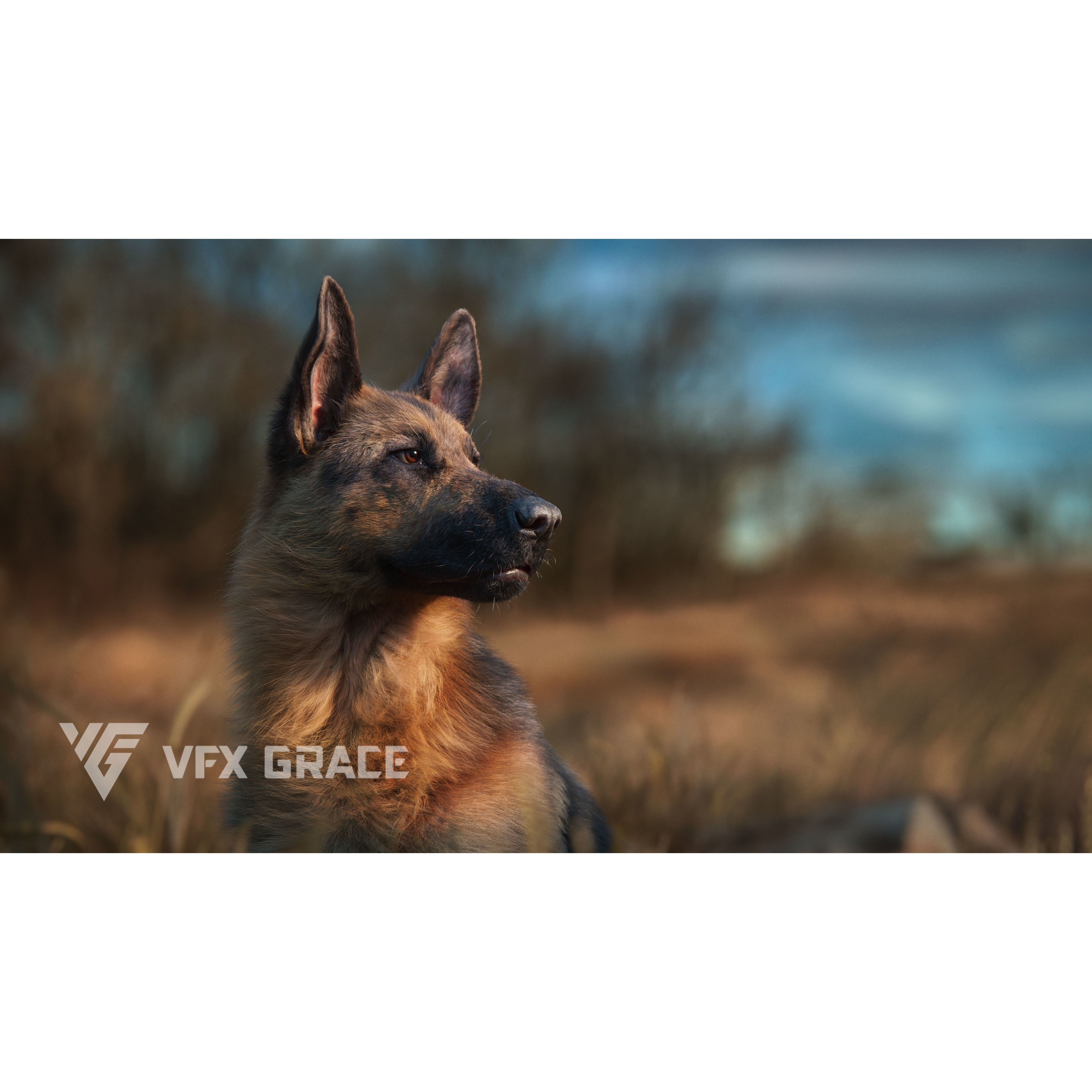 German Shepherd Animated 3D model 4