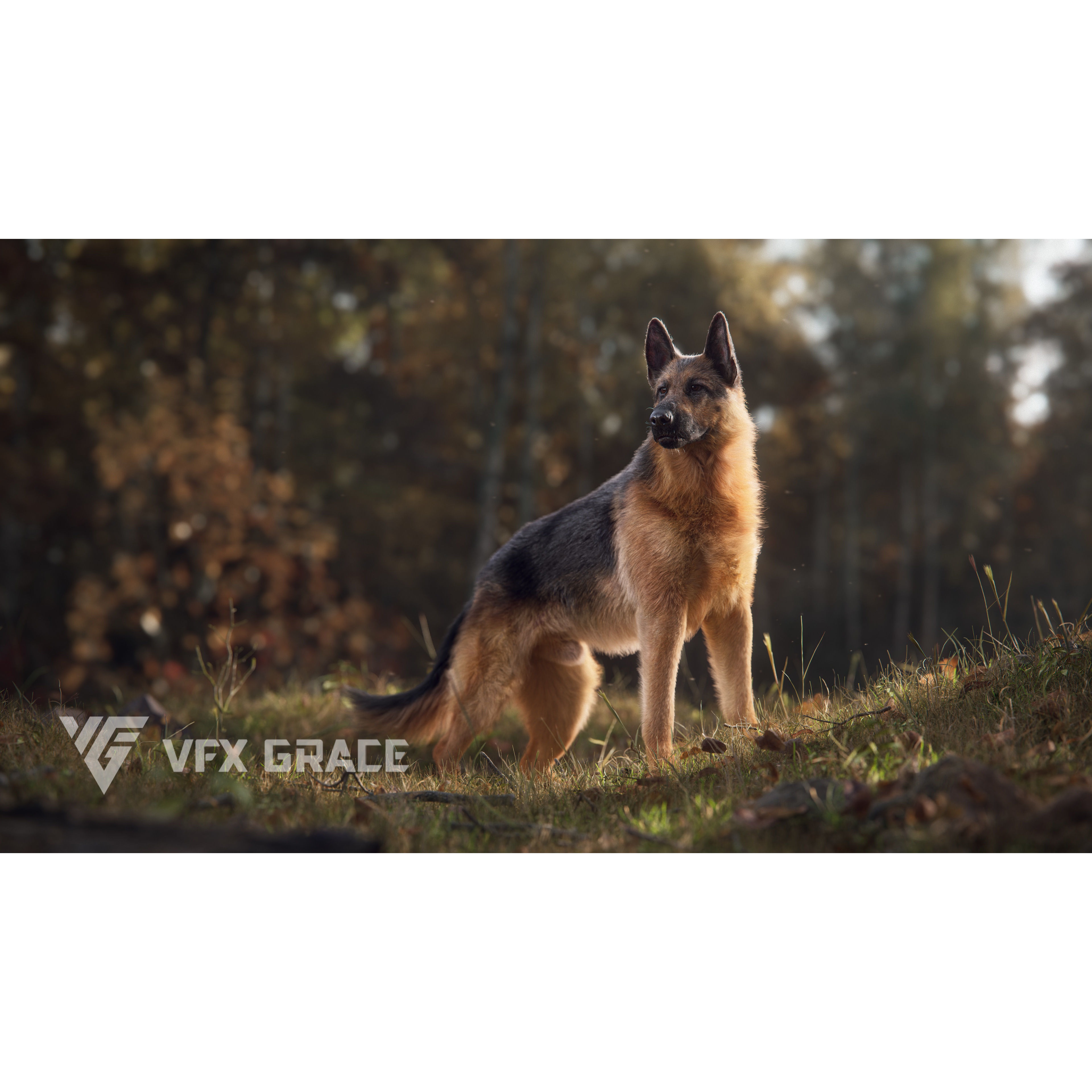 German Shepherd Animated 3D model 5