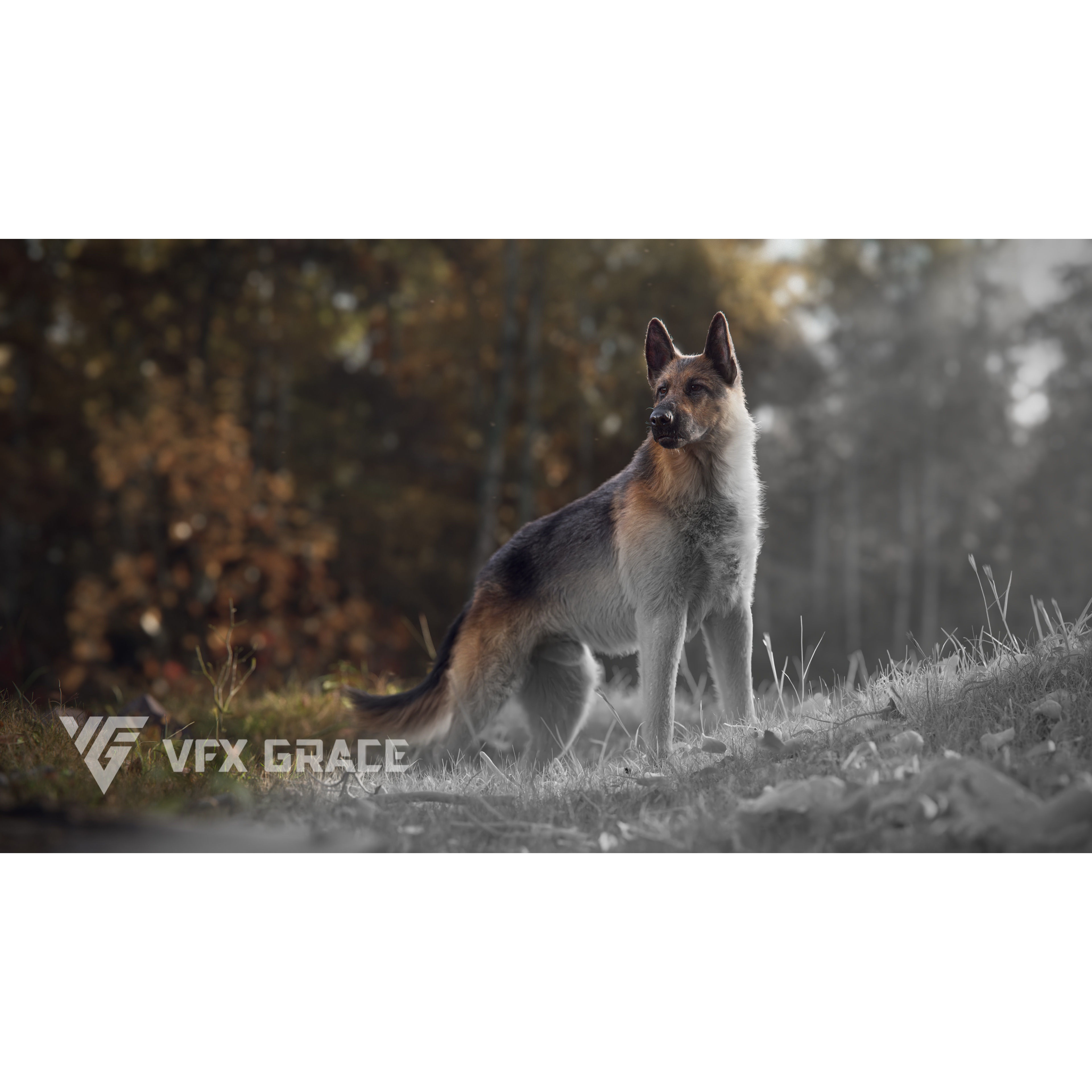 German Shepherd Animated 3D model 6