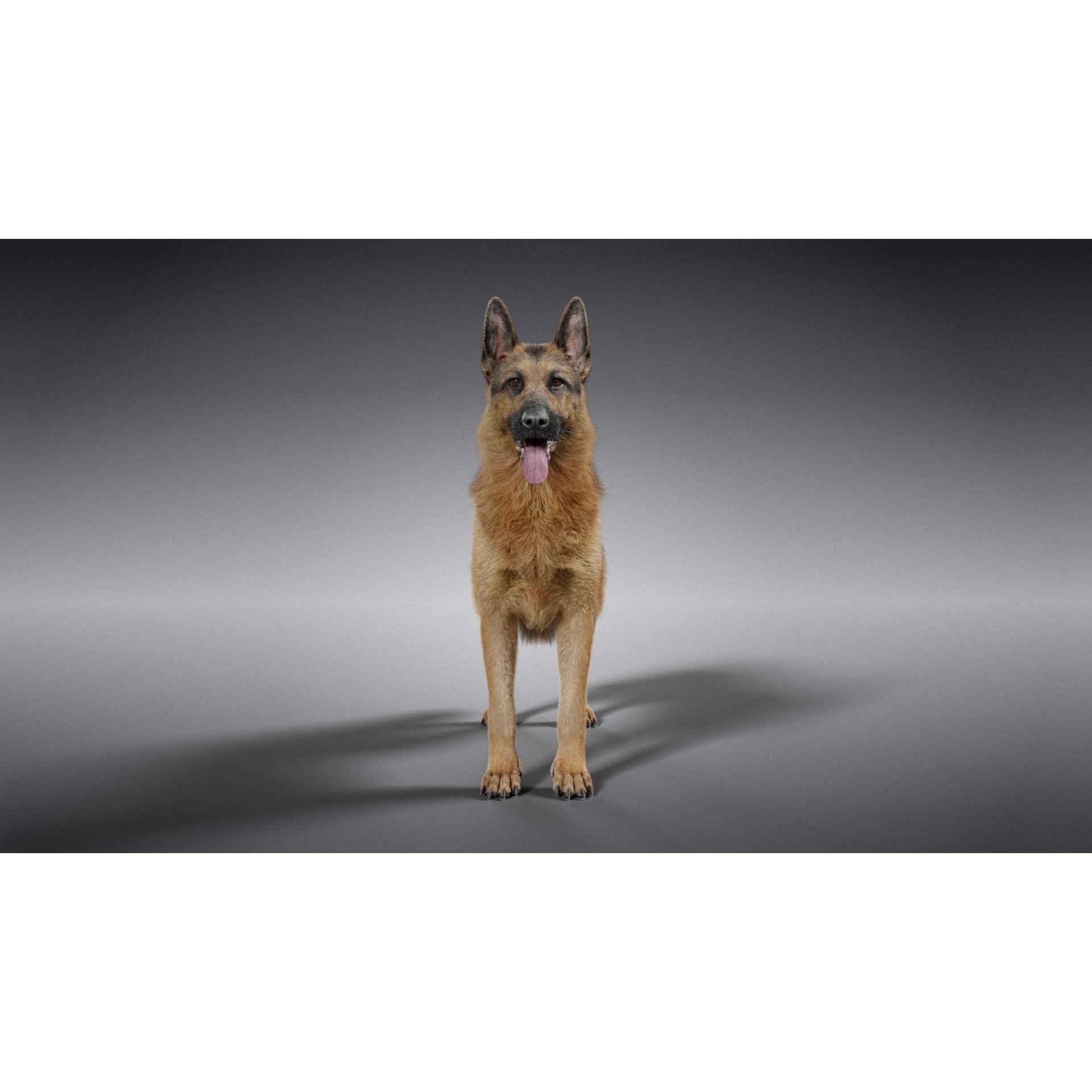 German Shepherd Animated 3D model 7