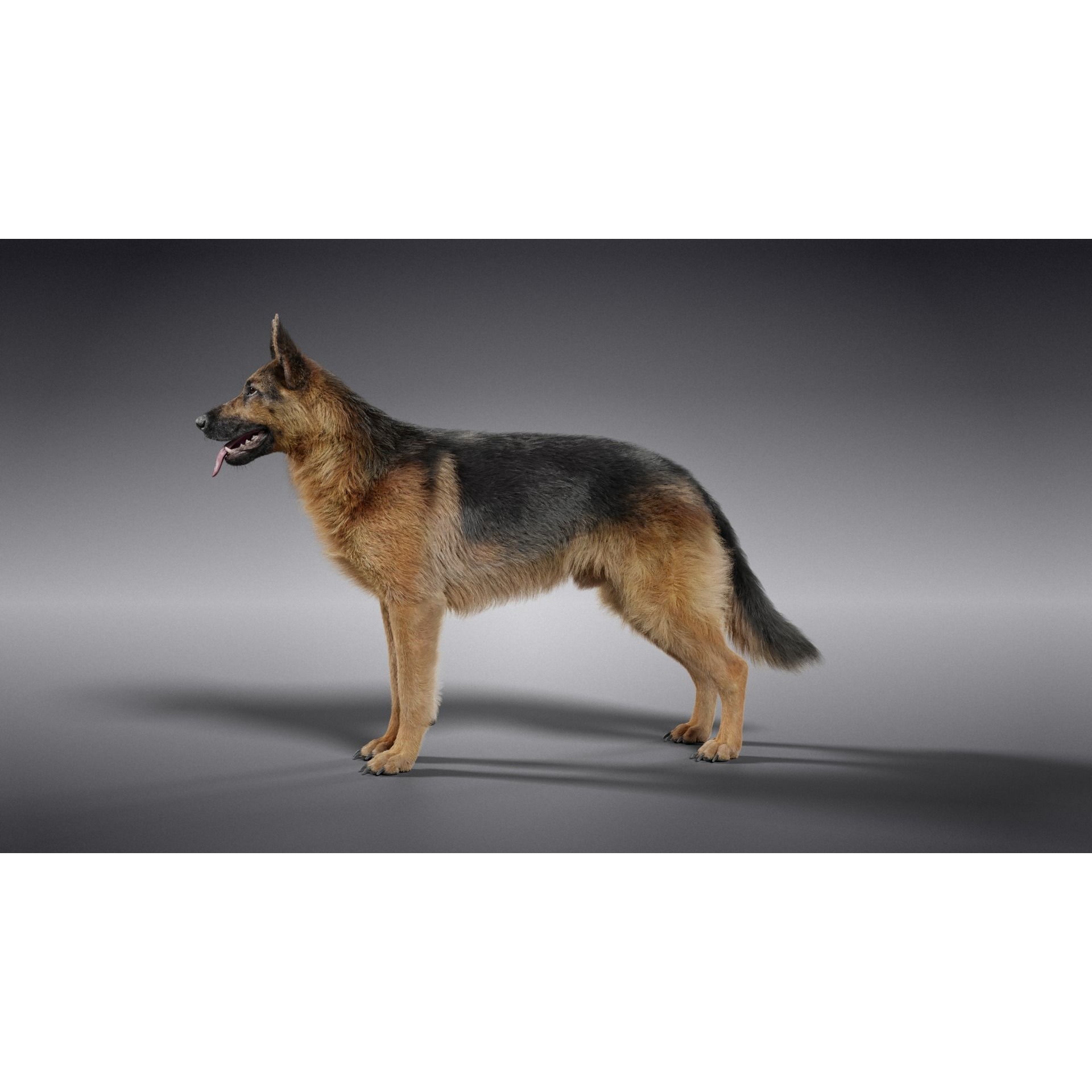 German Shepherd Animated 3D model 8
