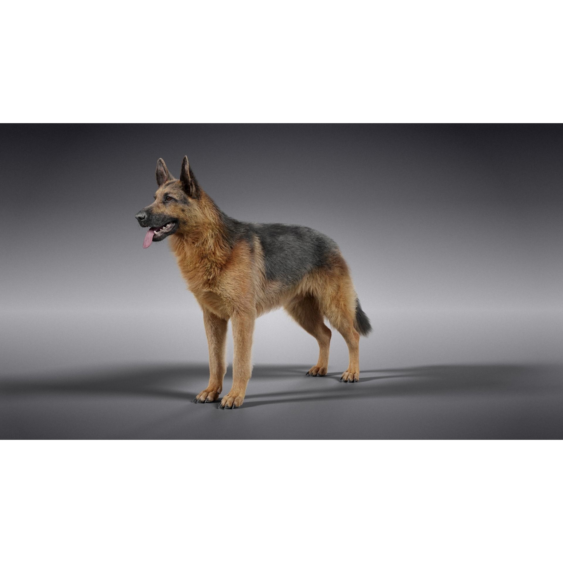 German Shepherd Animated 3D model 9