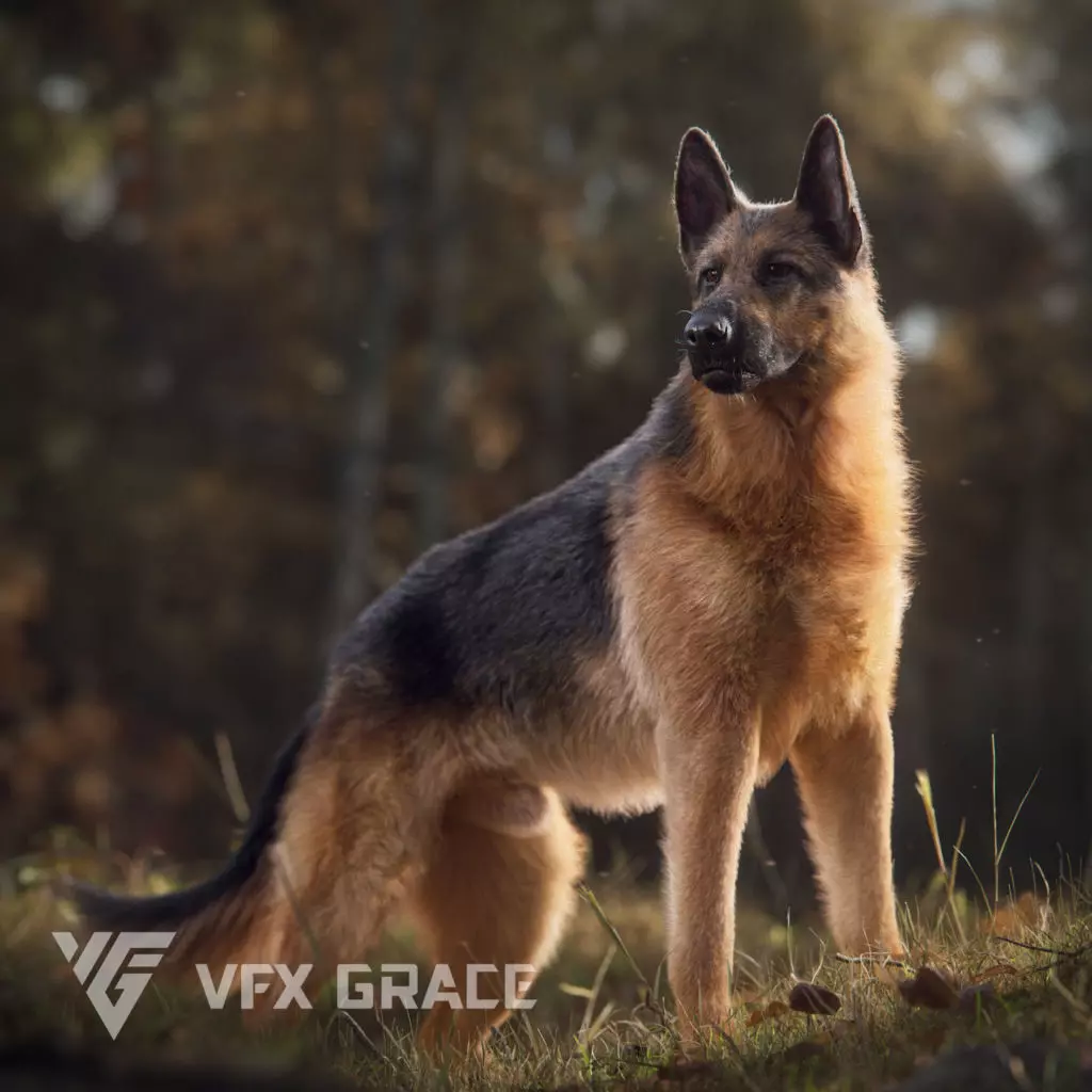 German Shepherd Rigged 3D model