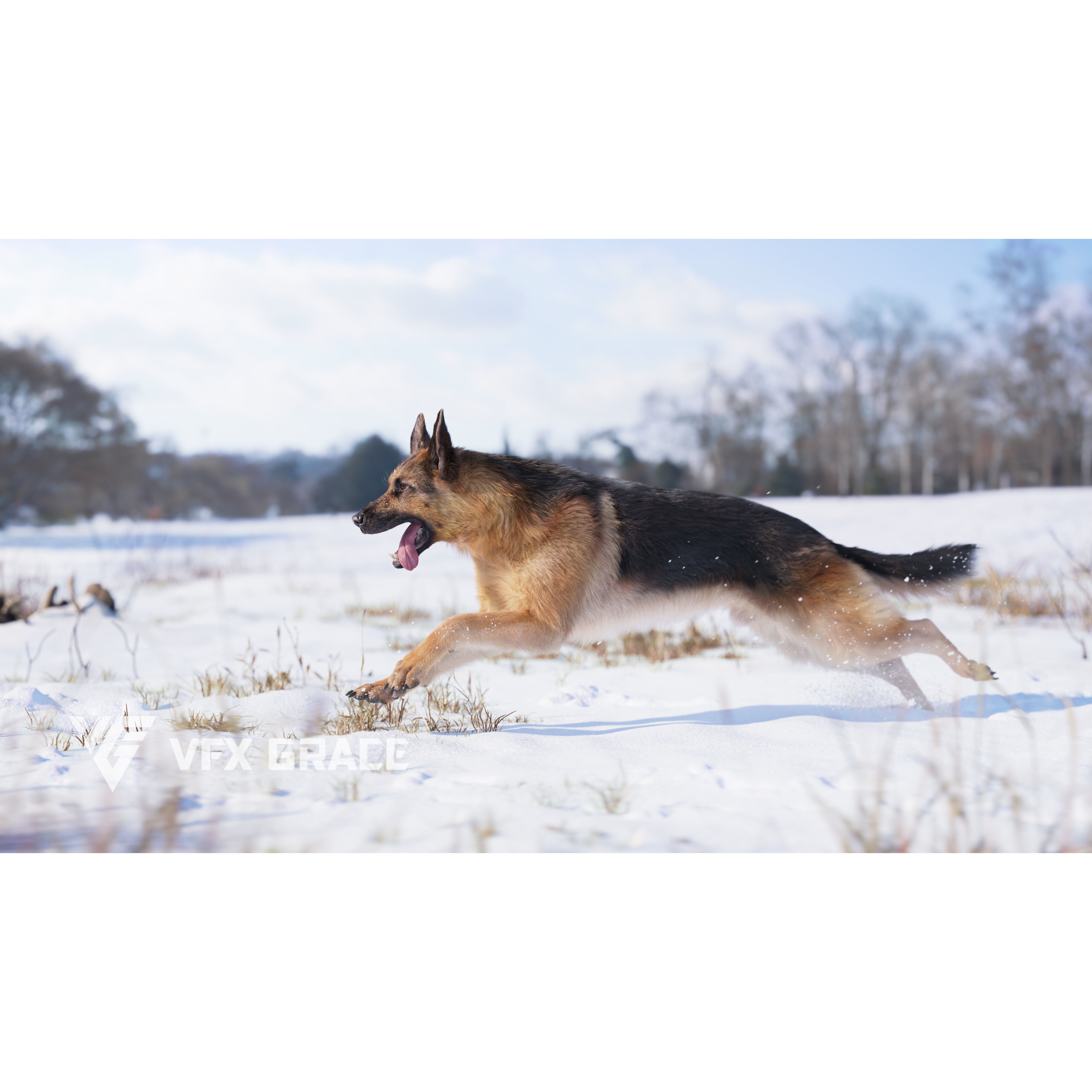 German Shepherd Rigged 3D model 4
