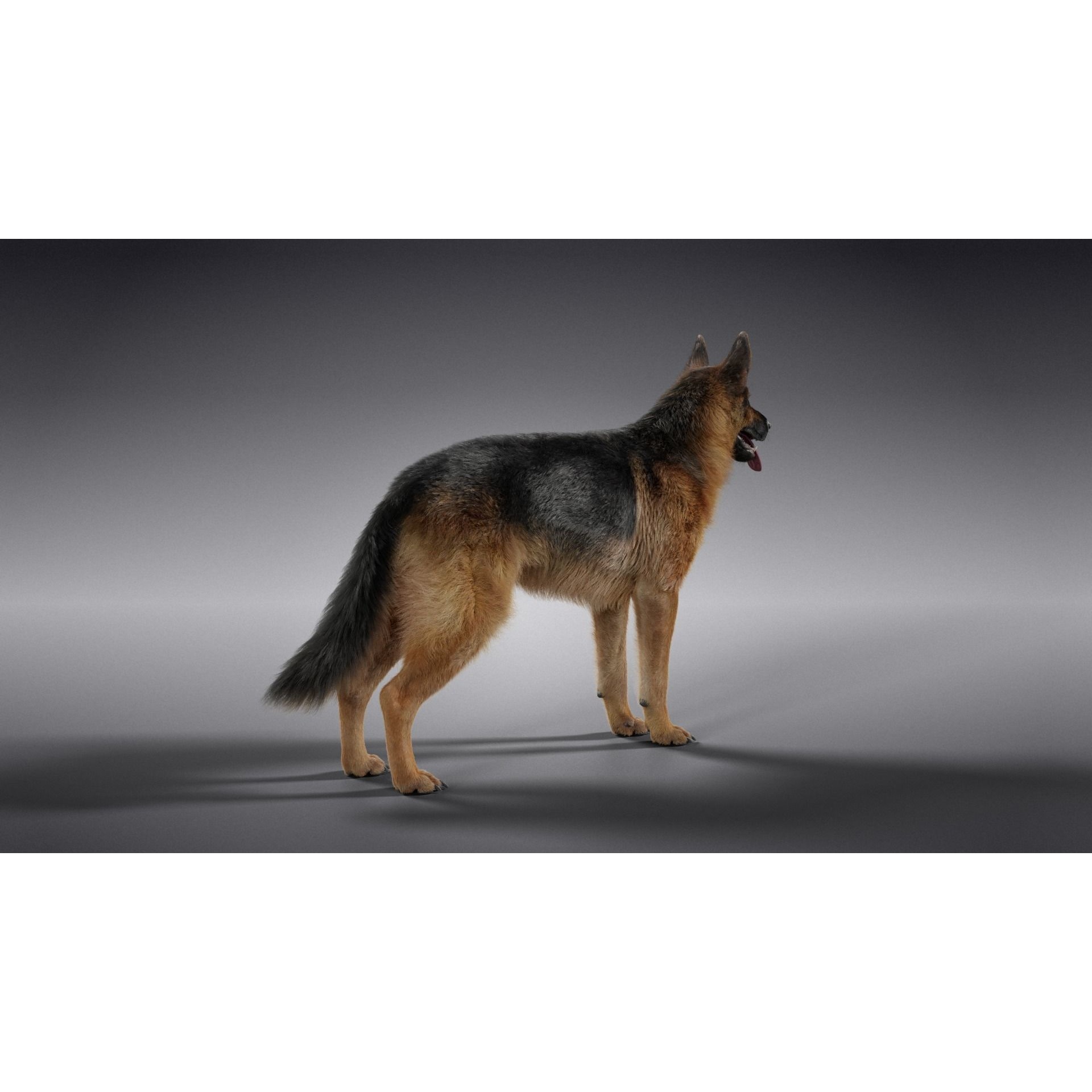 German Shepherd Rigged 3D model 10