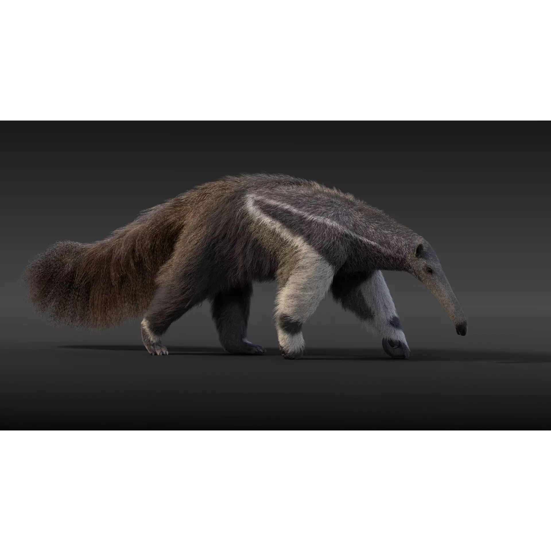 Giant Anteater Animated 3D model