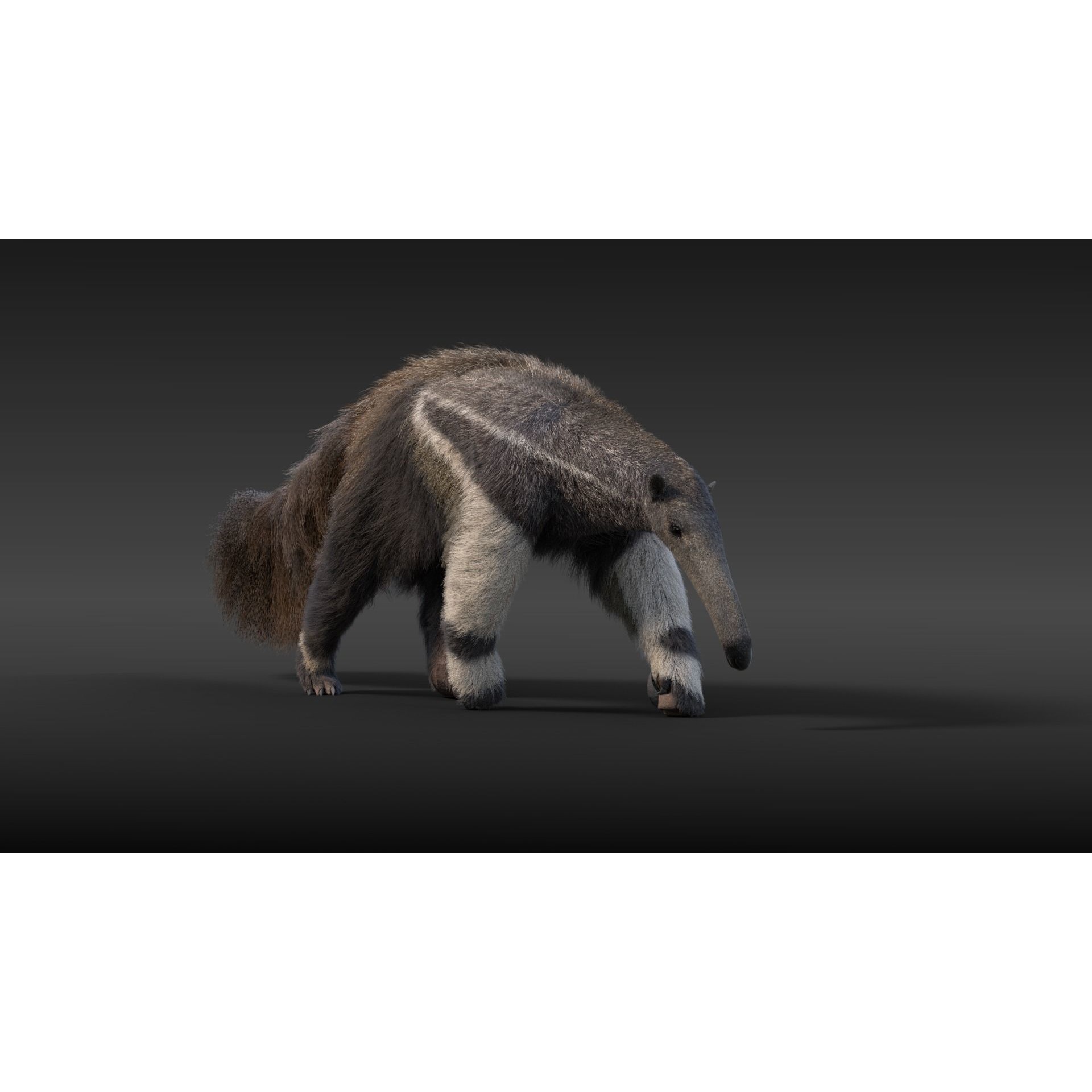 Giant Anteater Animated 3D model 2