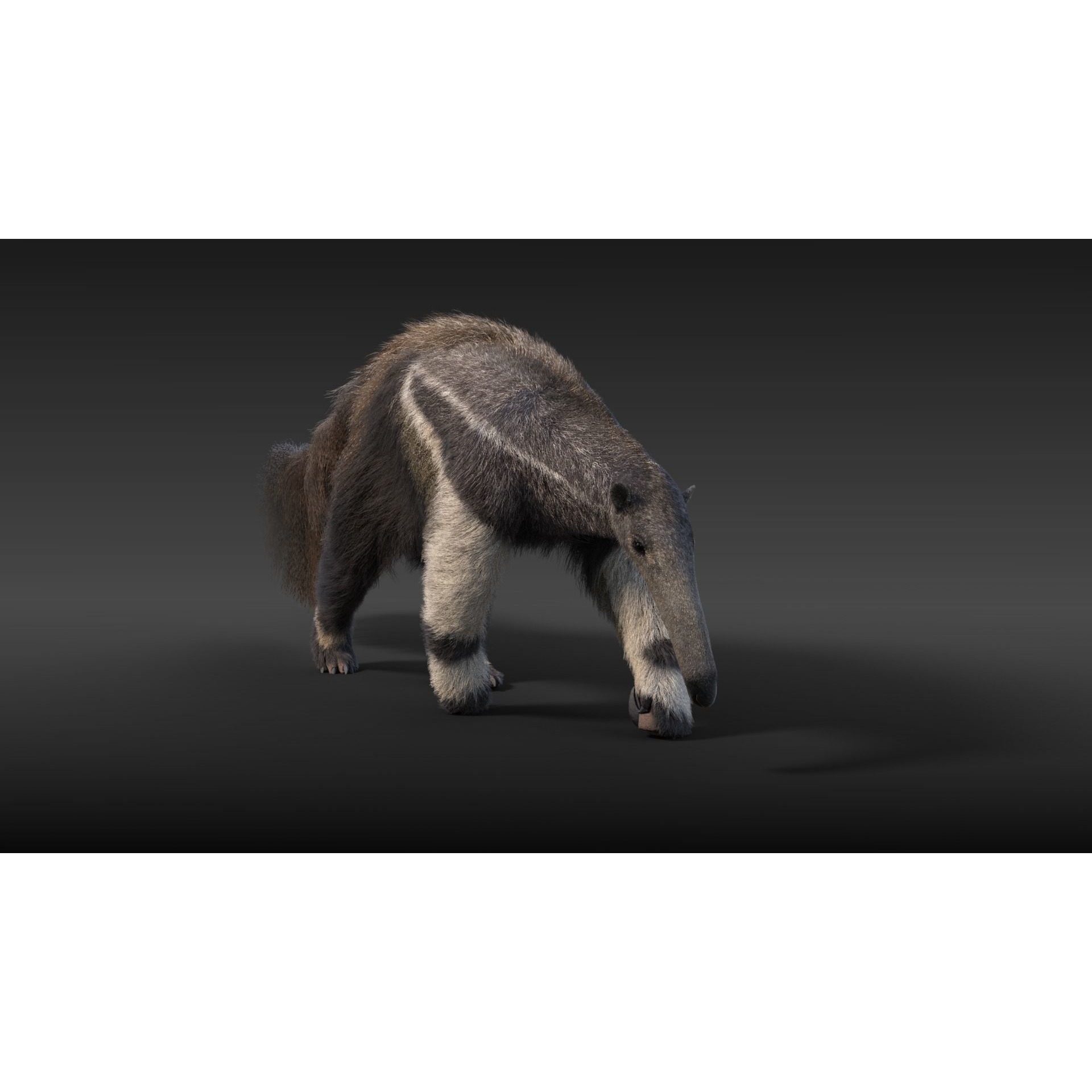 Giant Anteater Animated 3D model 3