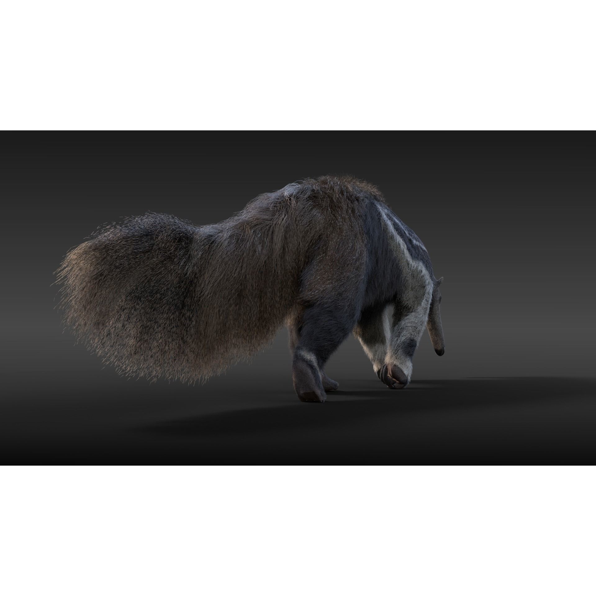 Giant Anteater Animated 3D model 4