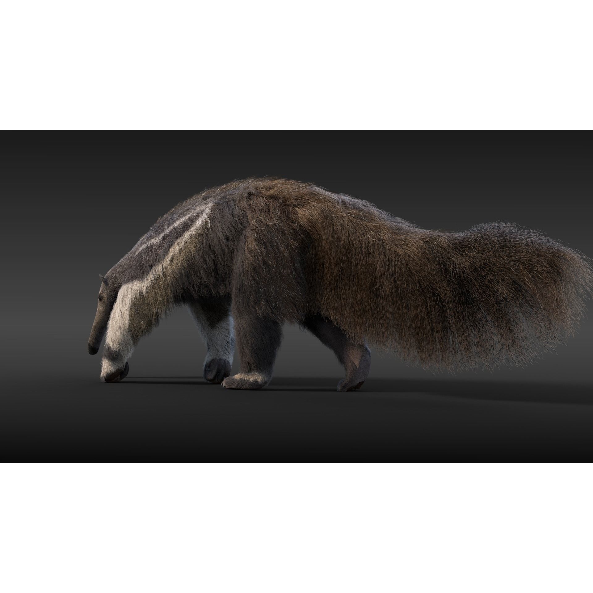Giant Anteater Animated 3D model 5