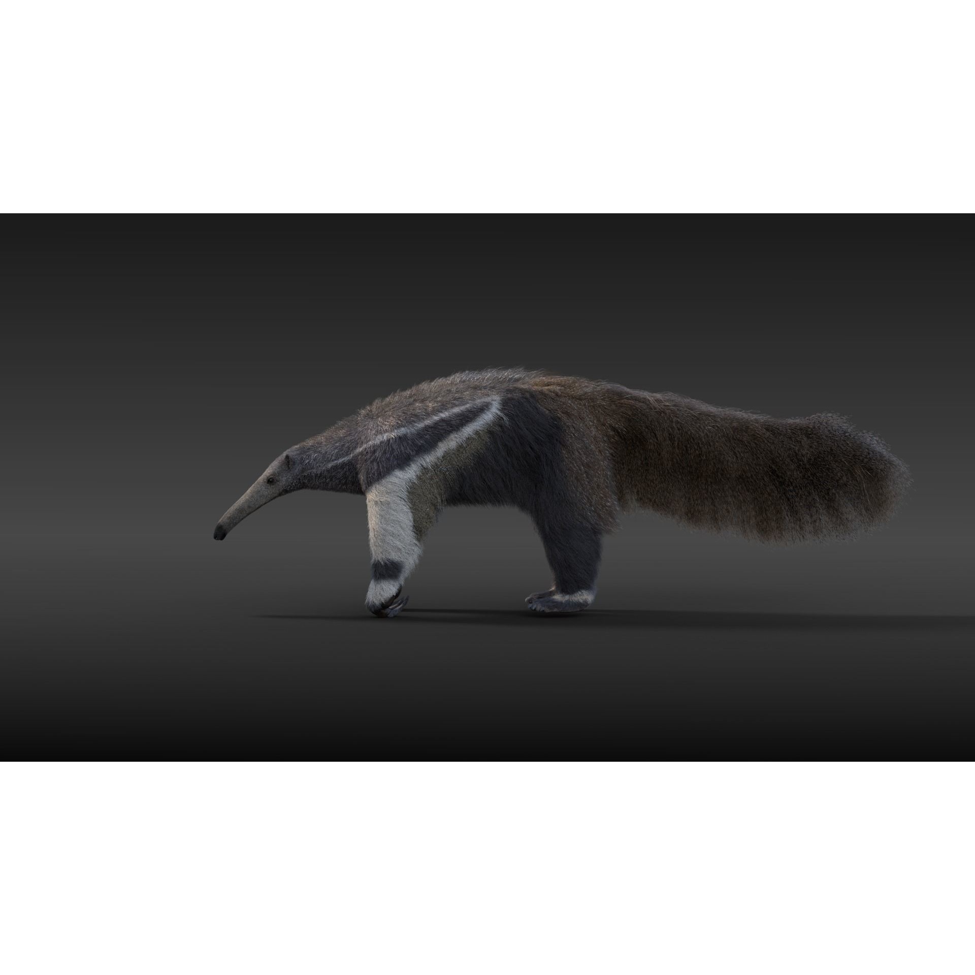 Giant Anteater Animated 3D model 6