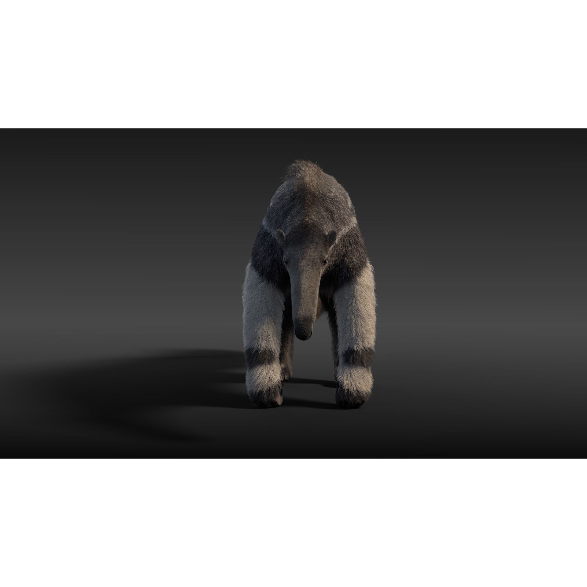 Giant Anteater Animated 3D model 7