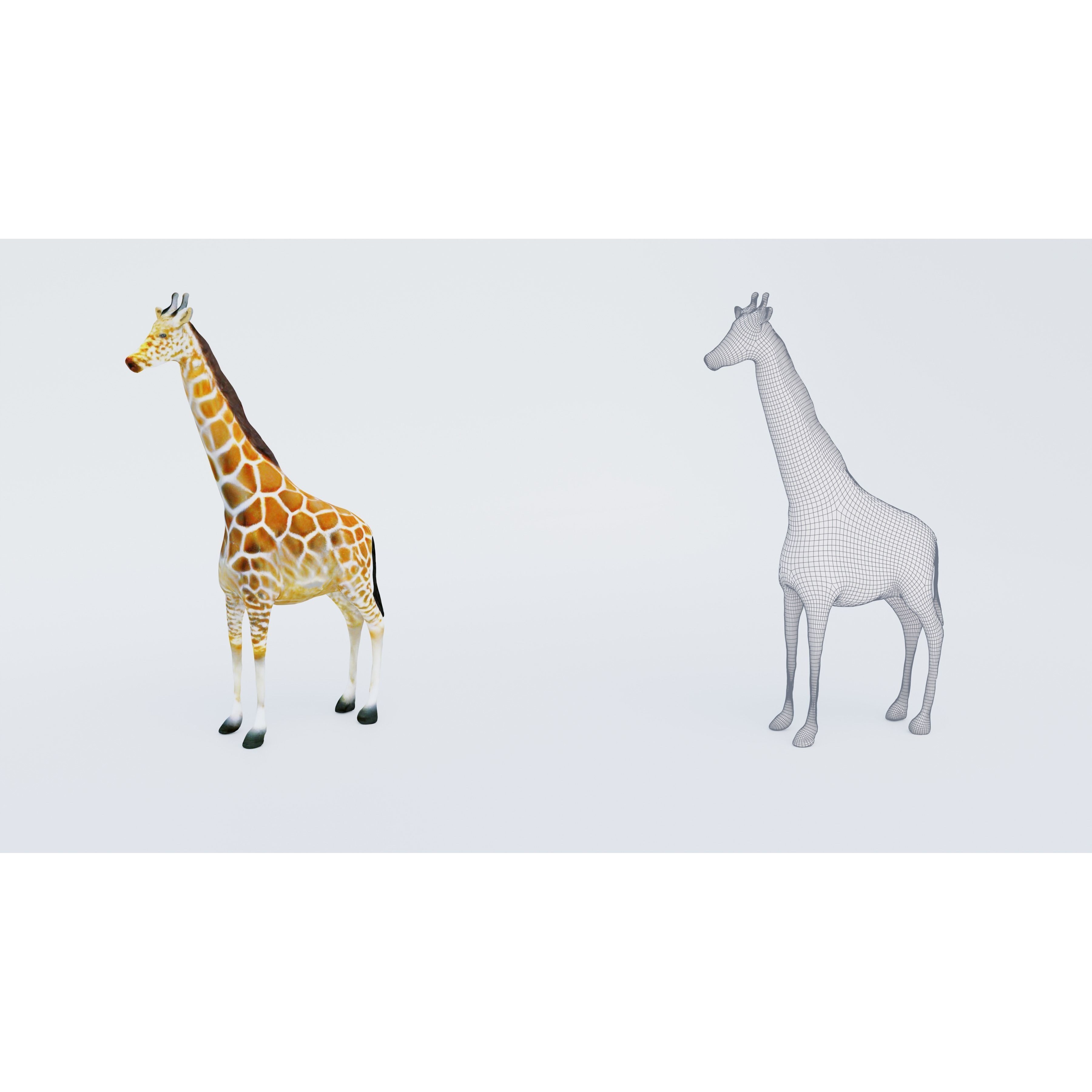 Giraffe Free 3D model 6