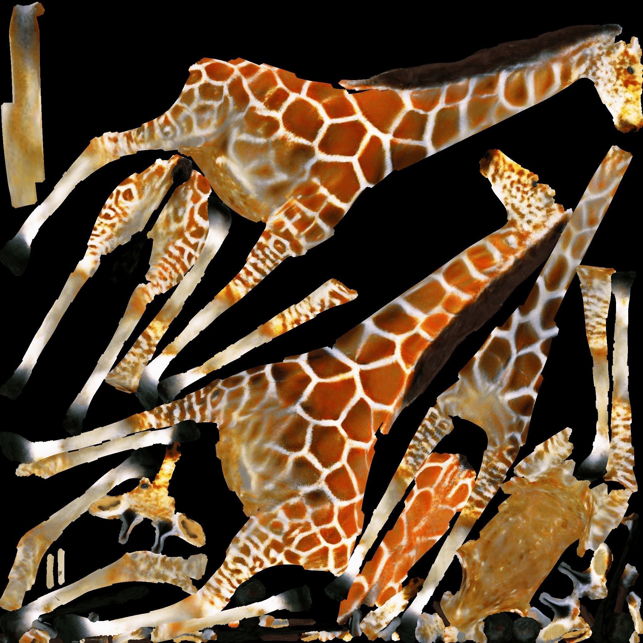 Giraffe Free 3D model 8