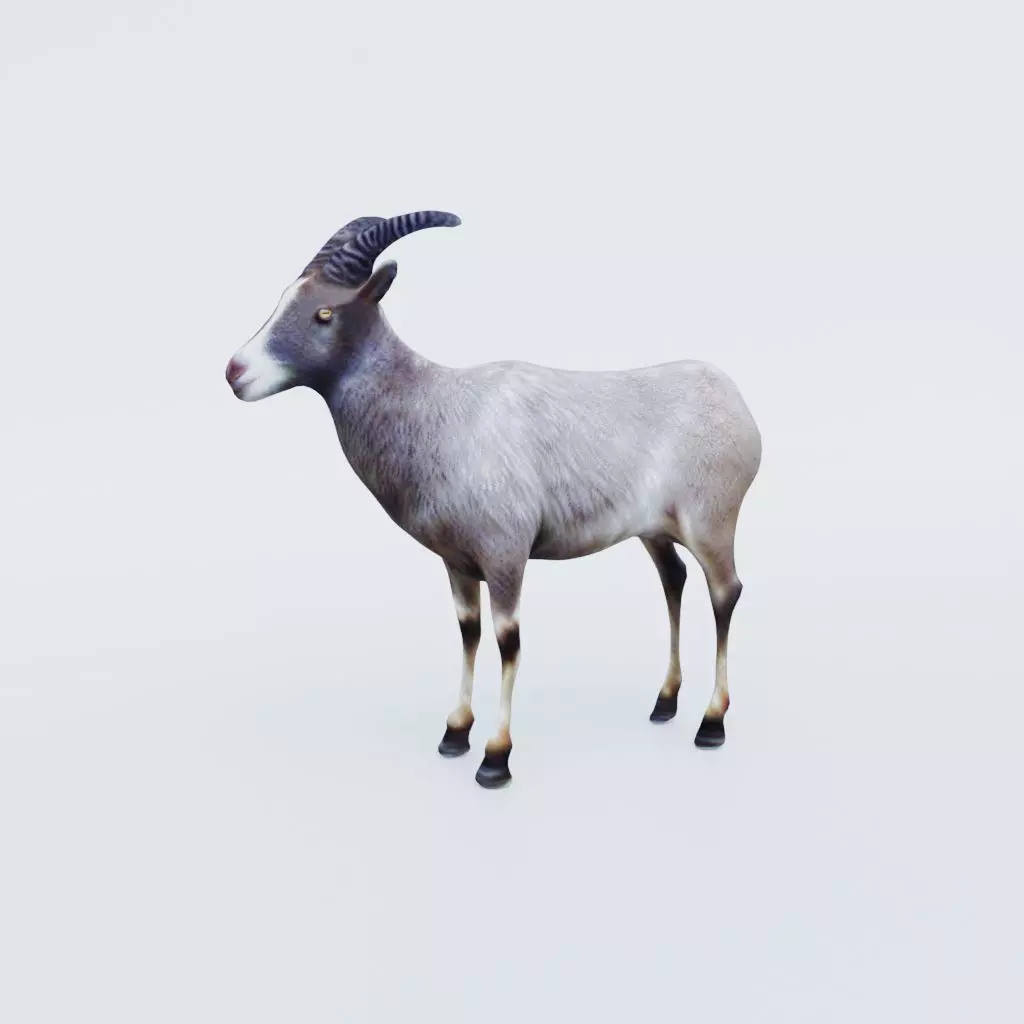 Goat Animal Free 3D model