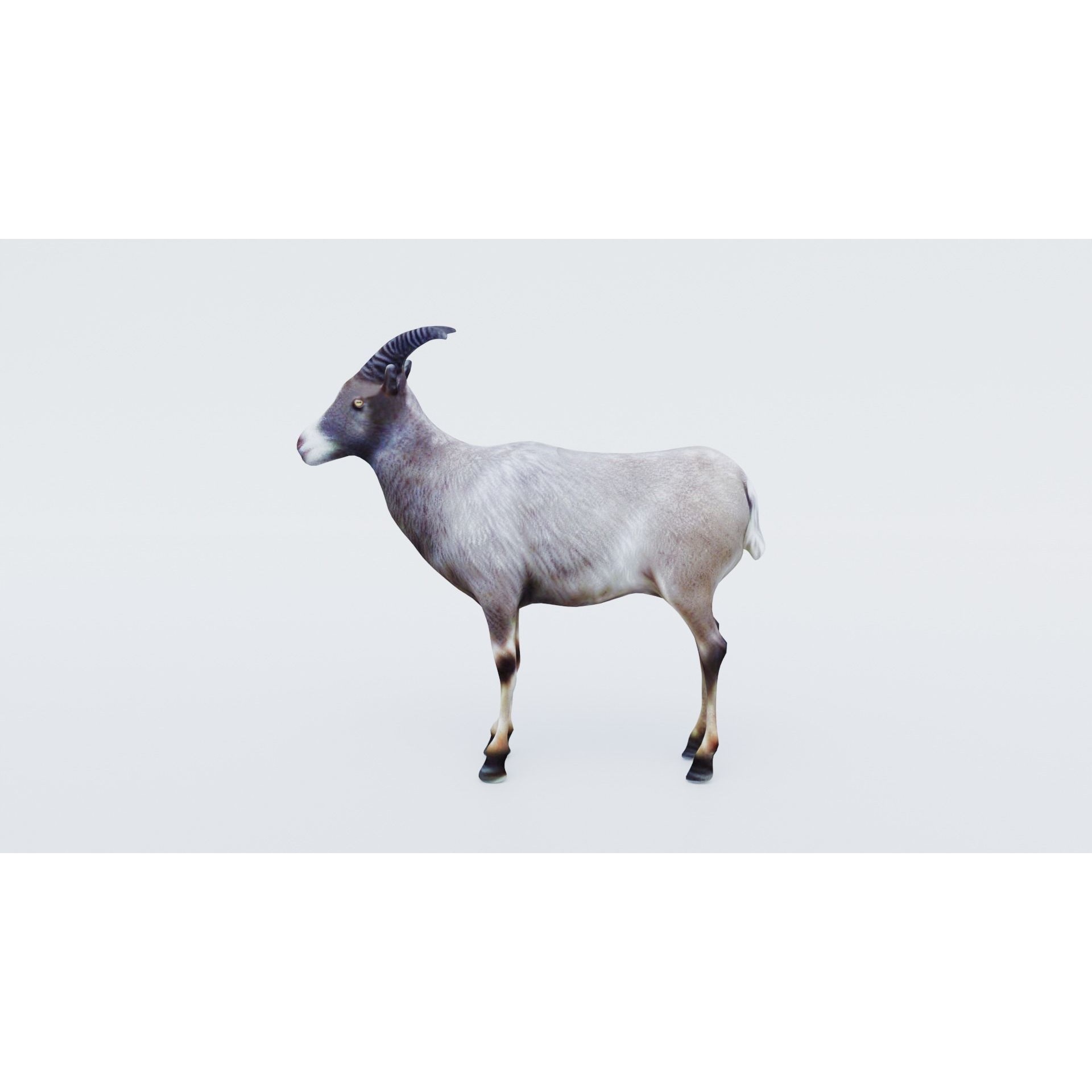 Goat Animal Free 3D model 2