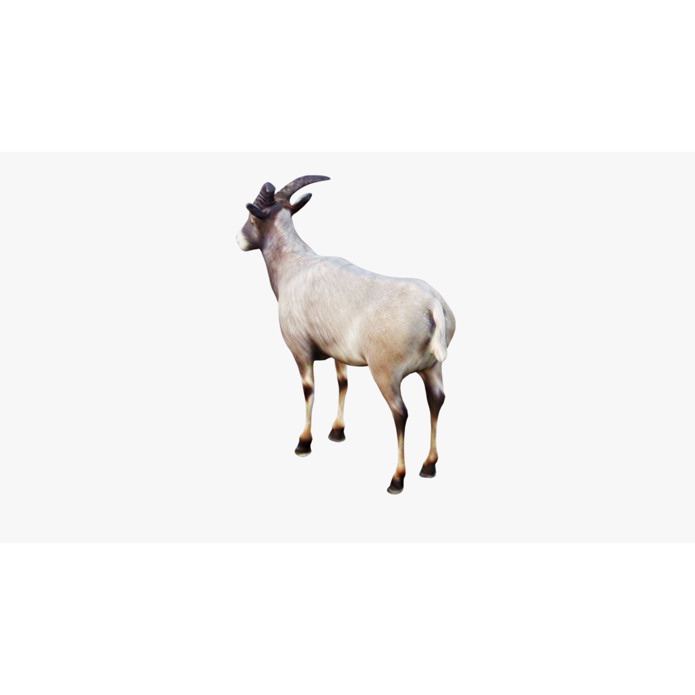 Goat Animal Free 3D model 4