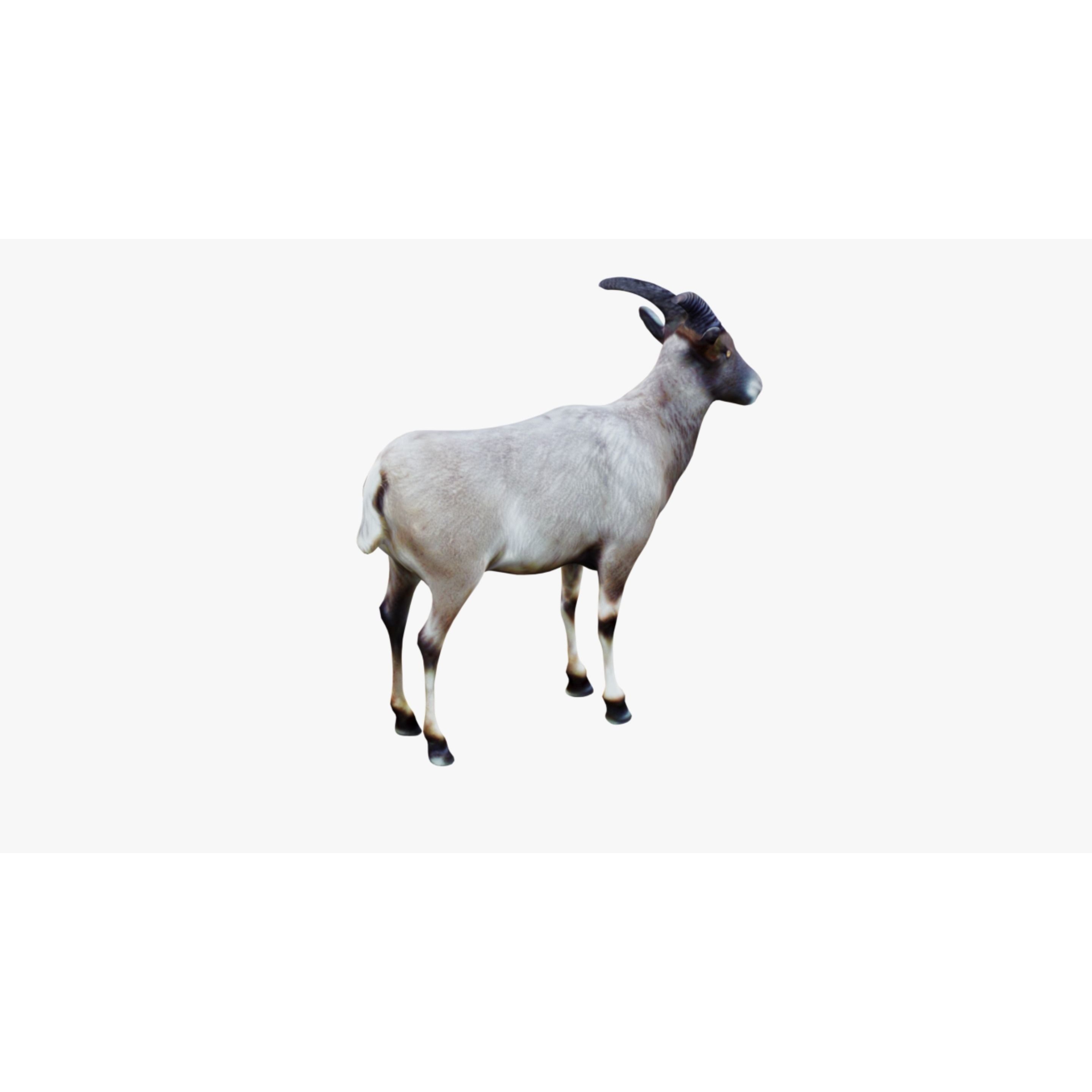 Goat Animal Free 3D model 5
