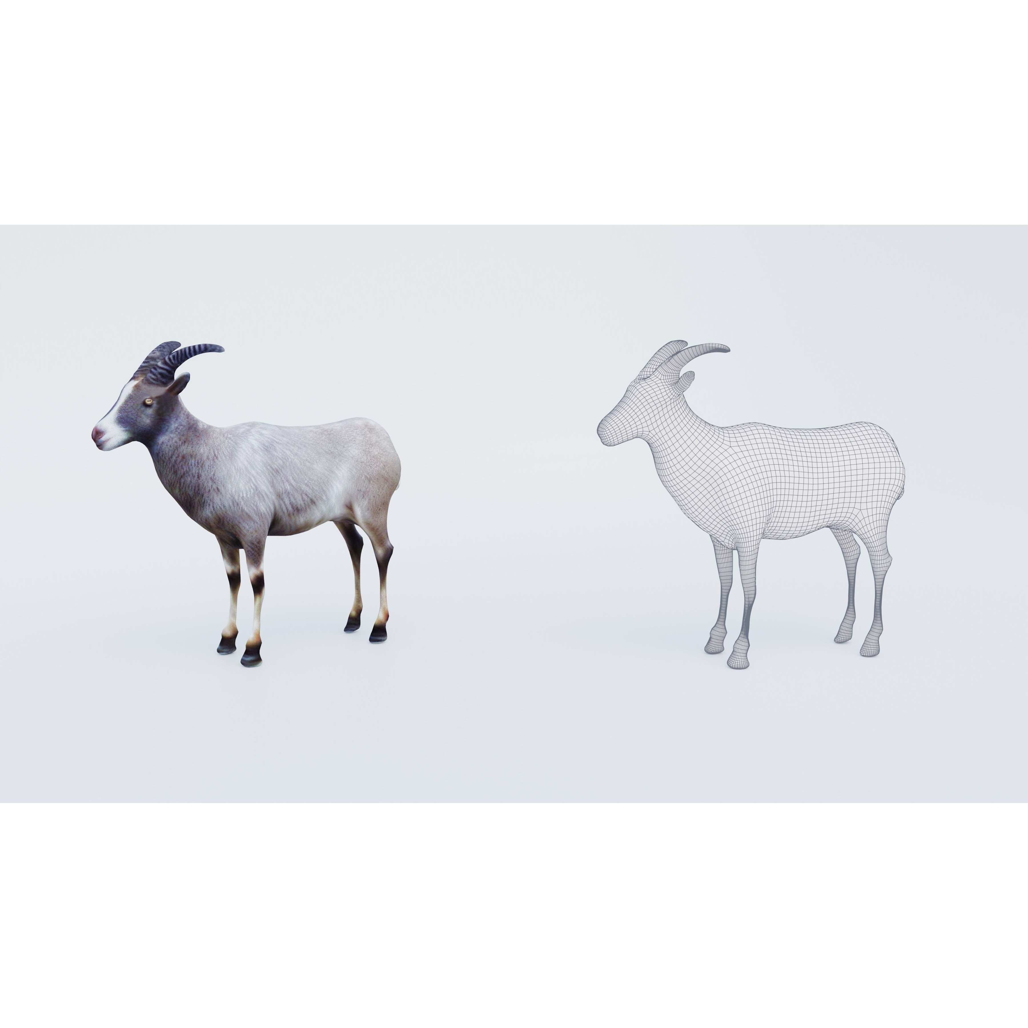 Goat Animal Free 3D model 6