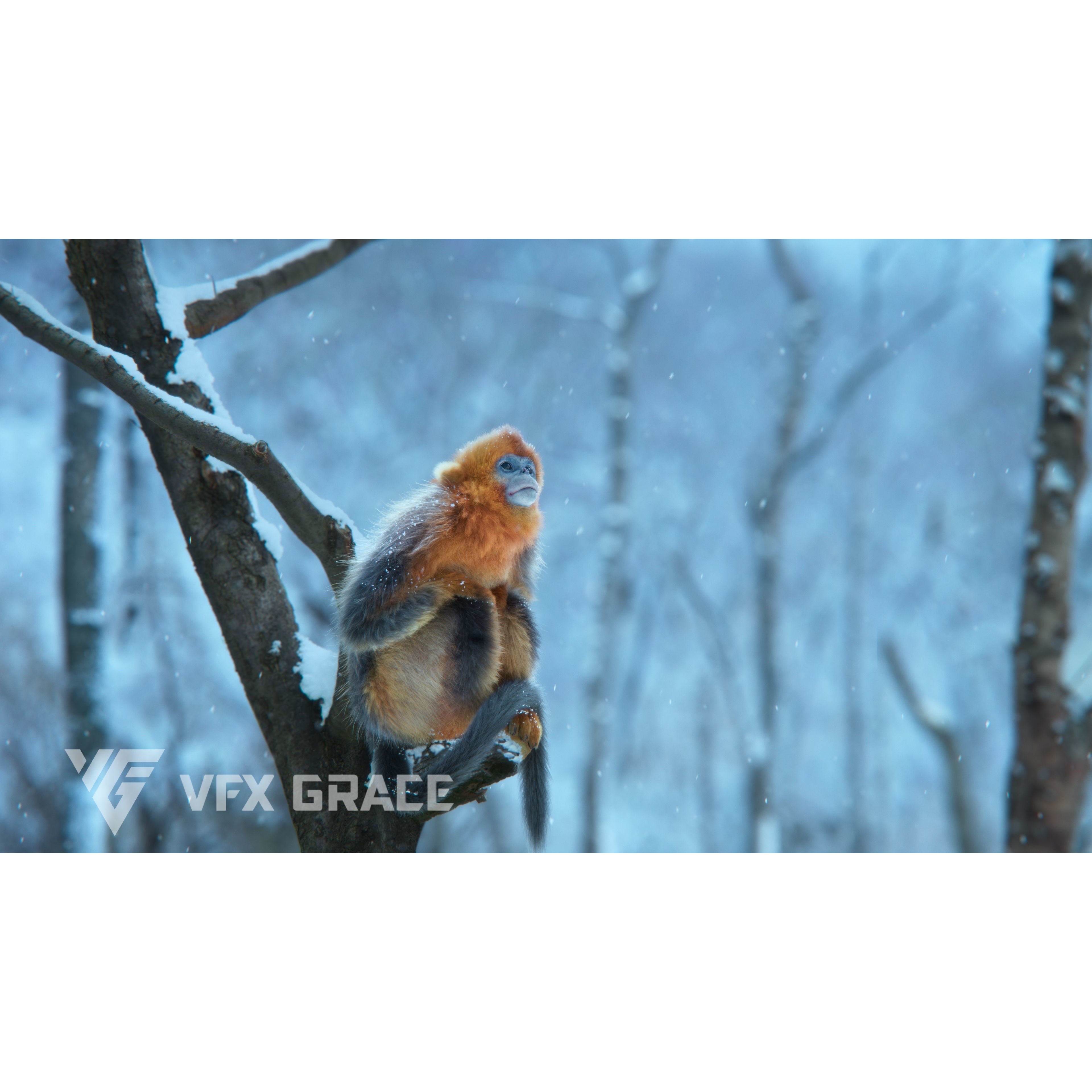 Golden Snub-nosed Monkey Animated 3D model 3