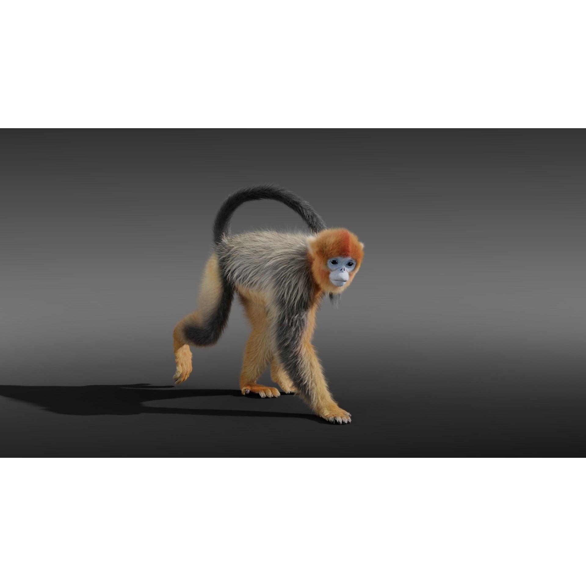 Golden Snub-nosed Monkey Animated 3D model 4