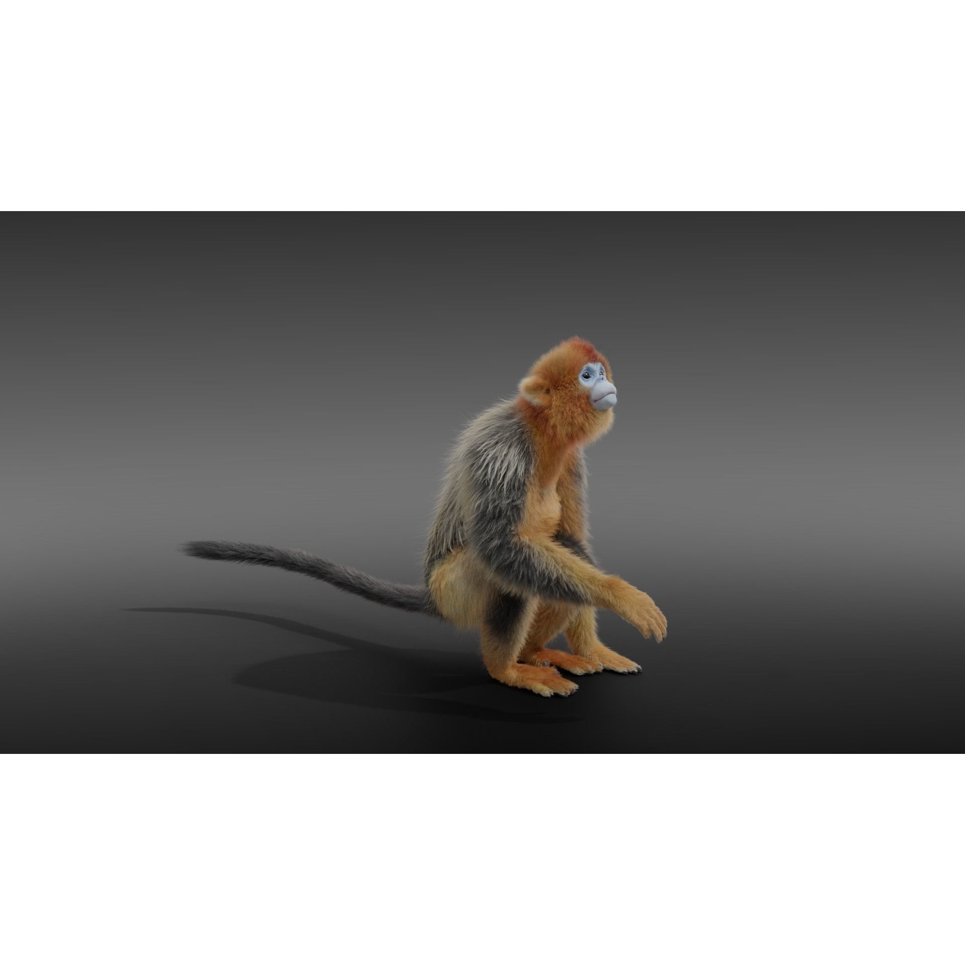 Golden Snub-nosed Monkey Animated 3D model 5