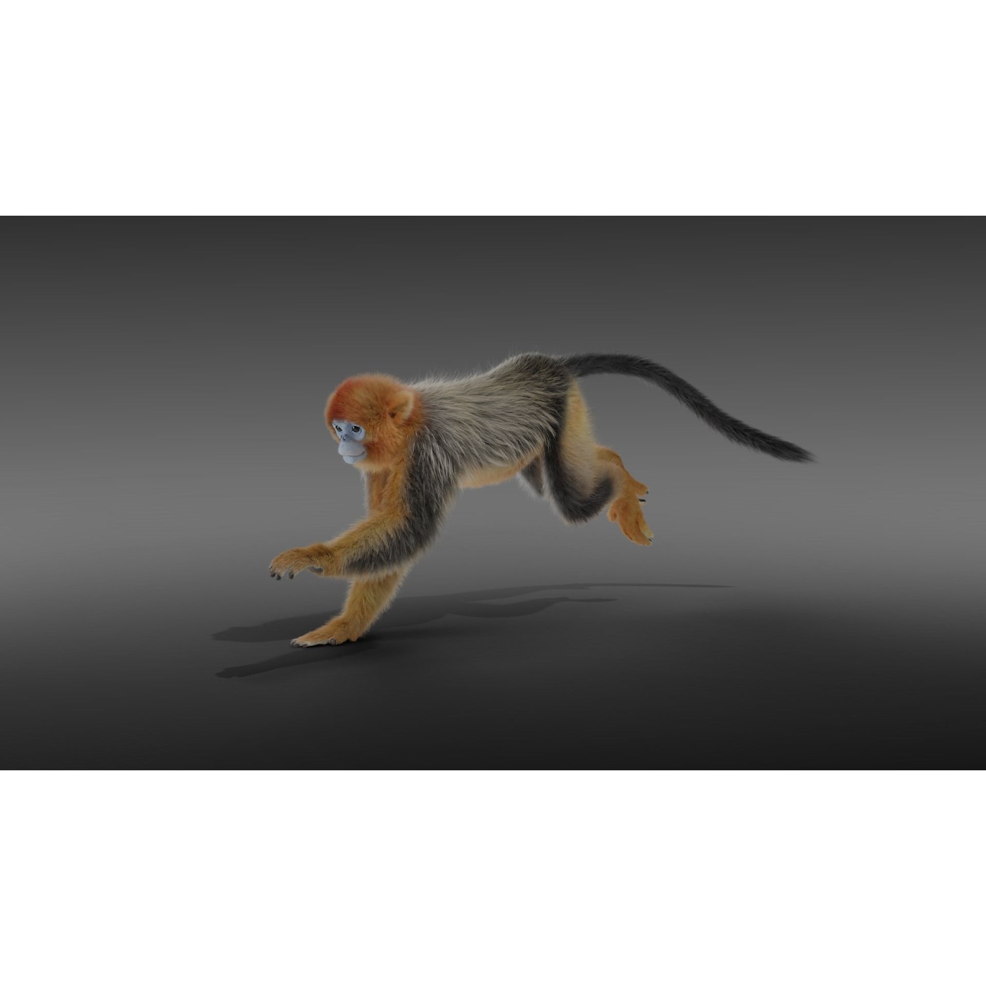 Golden Snub-nosed Monkey Animated 3D model 6