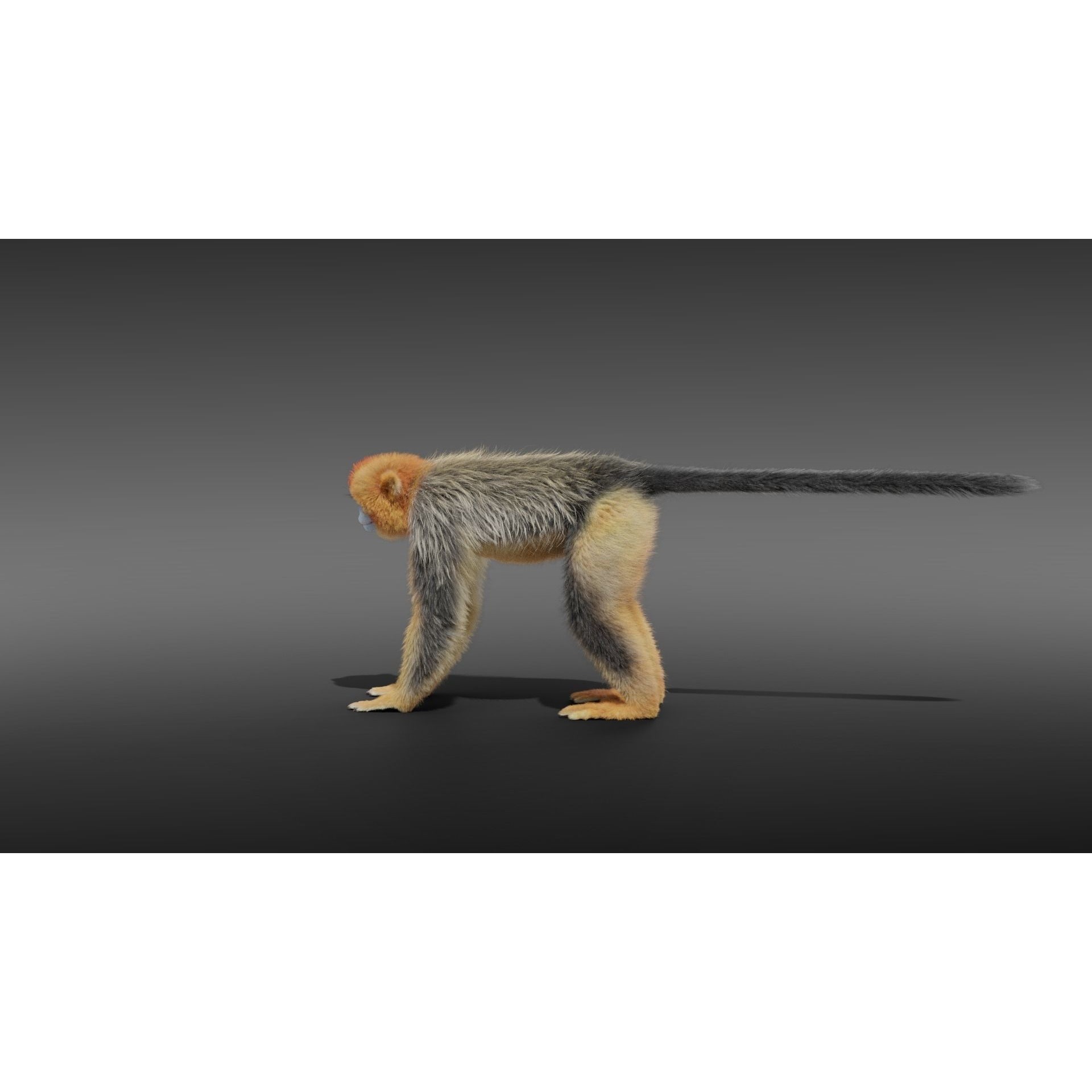 Golden Snub-nosed Monkey Animated 3D model 7