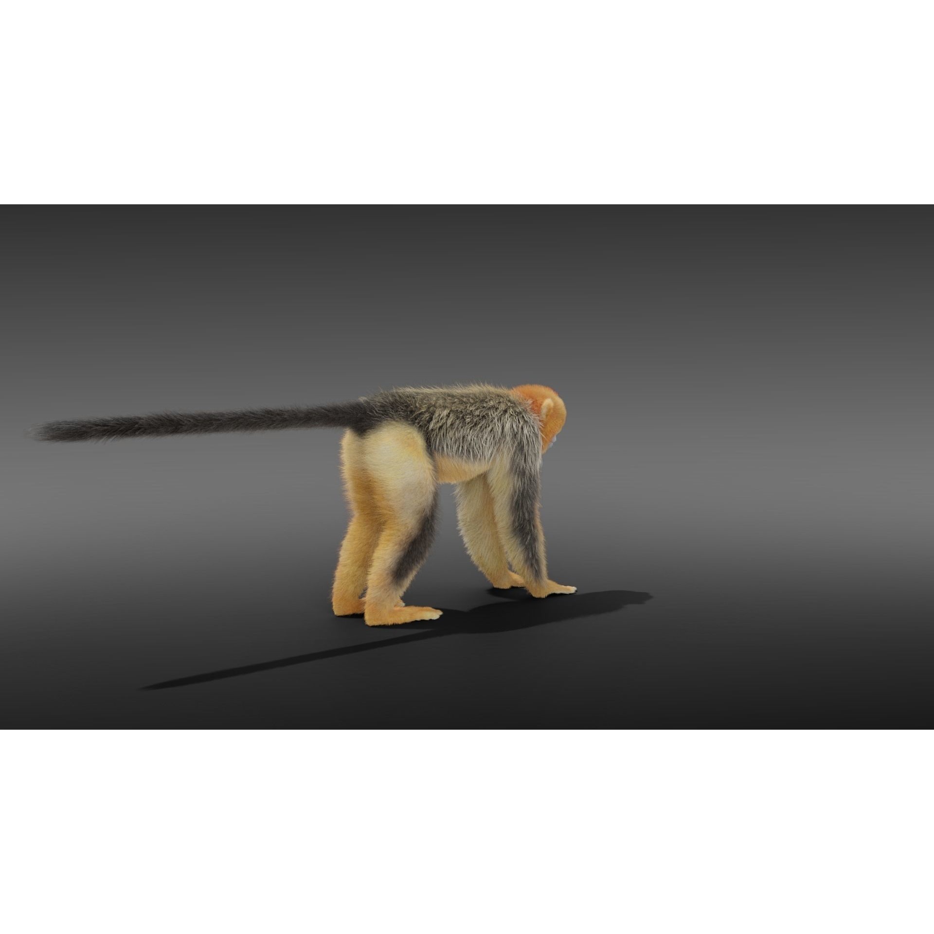 Golden Snub-nosed Monkey Animated 3D model 8