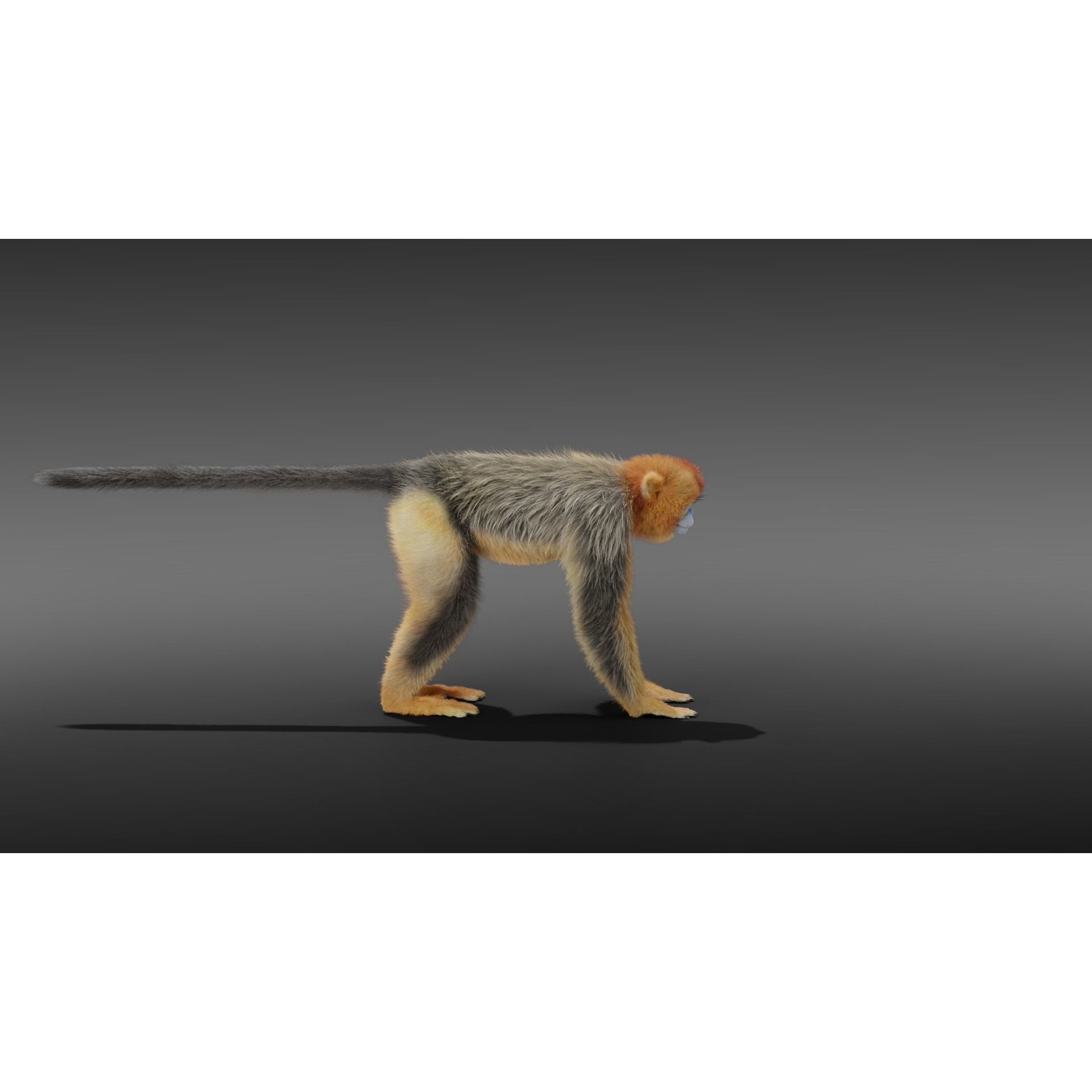 Golden Snub-nosed Monkey Animated 3D model 9